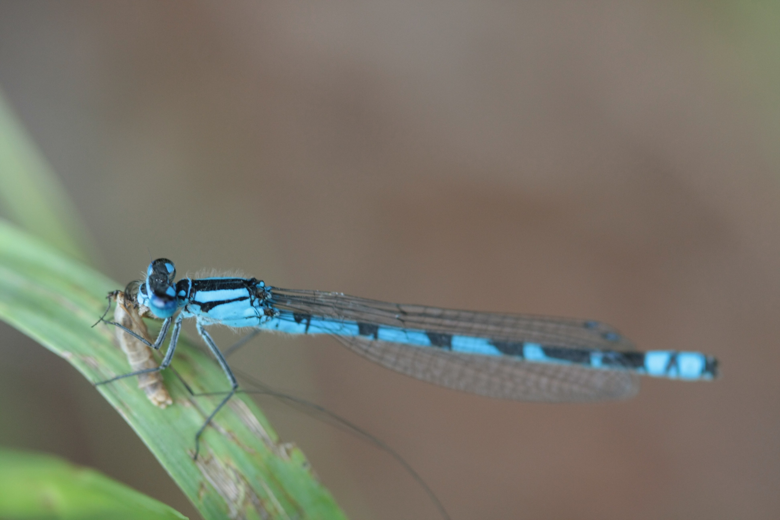 Фото Природы Забайкалья. Студия Максима Белослюдцева