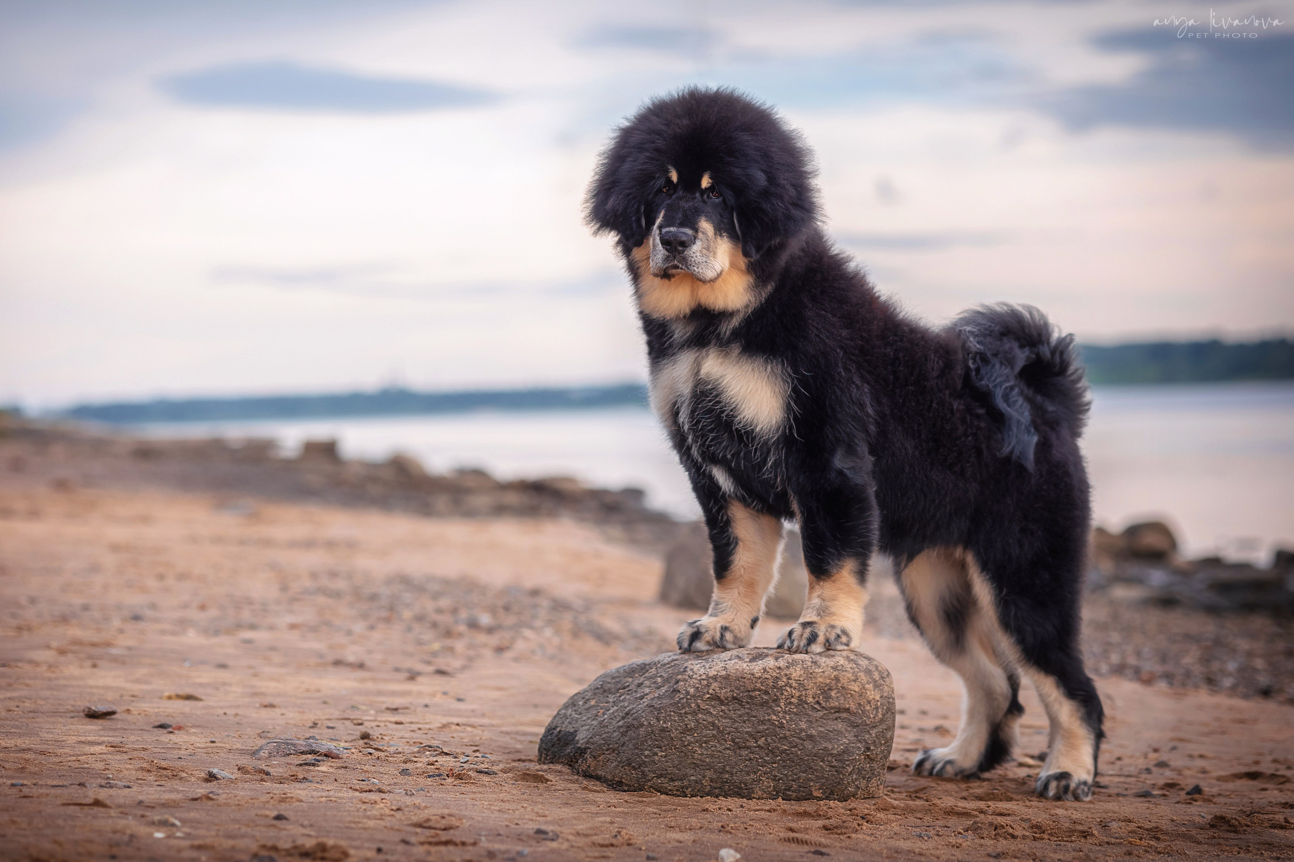 Лео. Фотограф анималист Аня Ливанова | Рыбинск