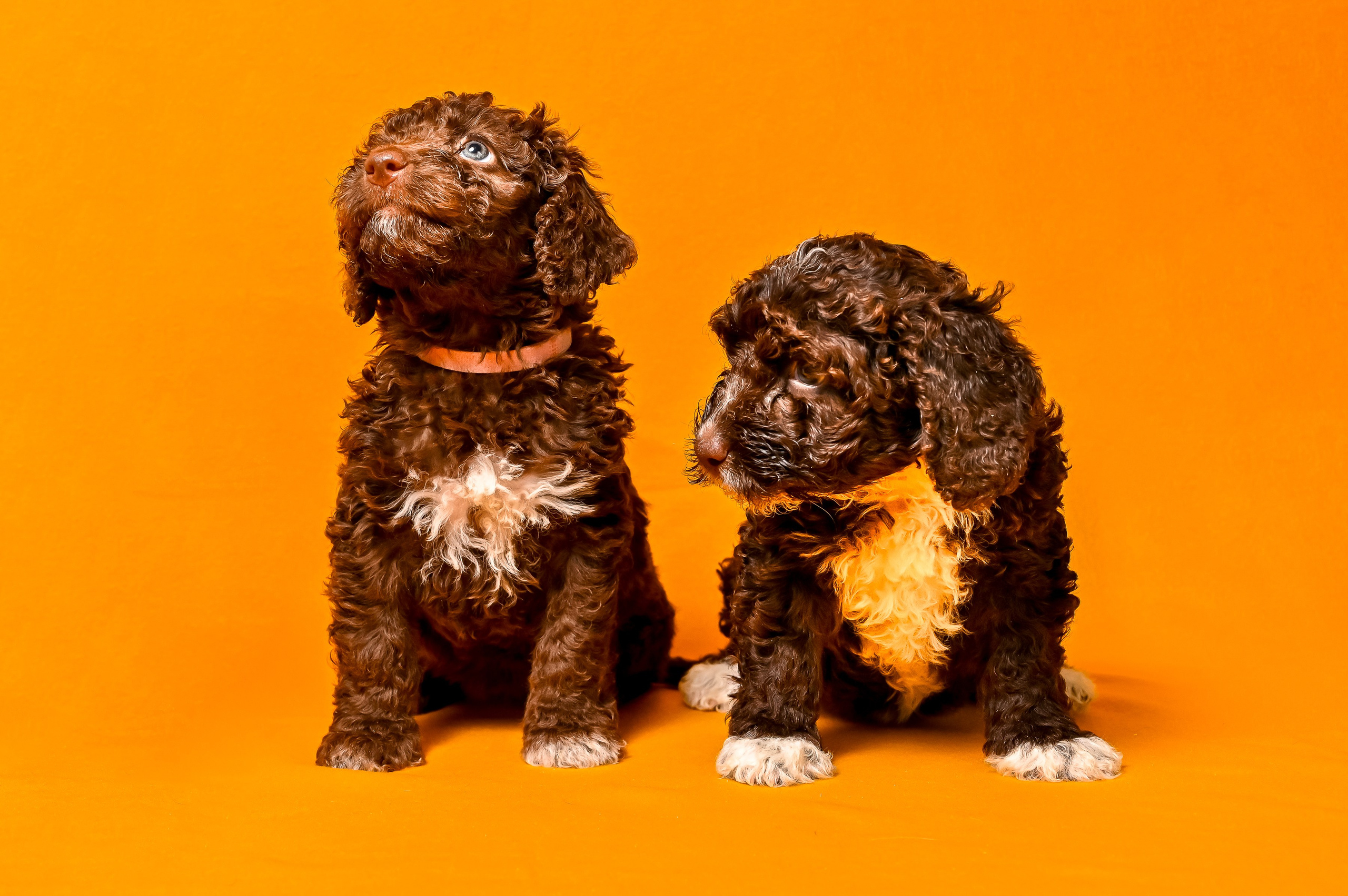 Питомцы. Интерьерный фотограф. Фото- видеосъемка недвижимости Санкт-Петербург