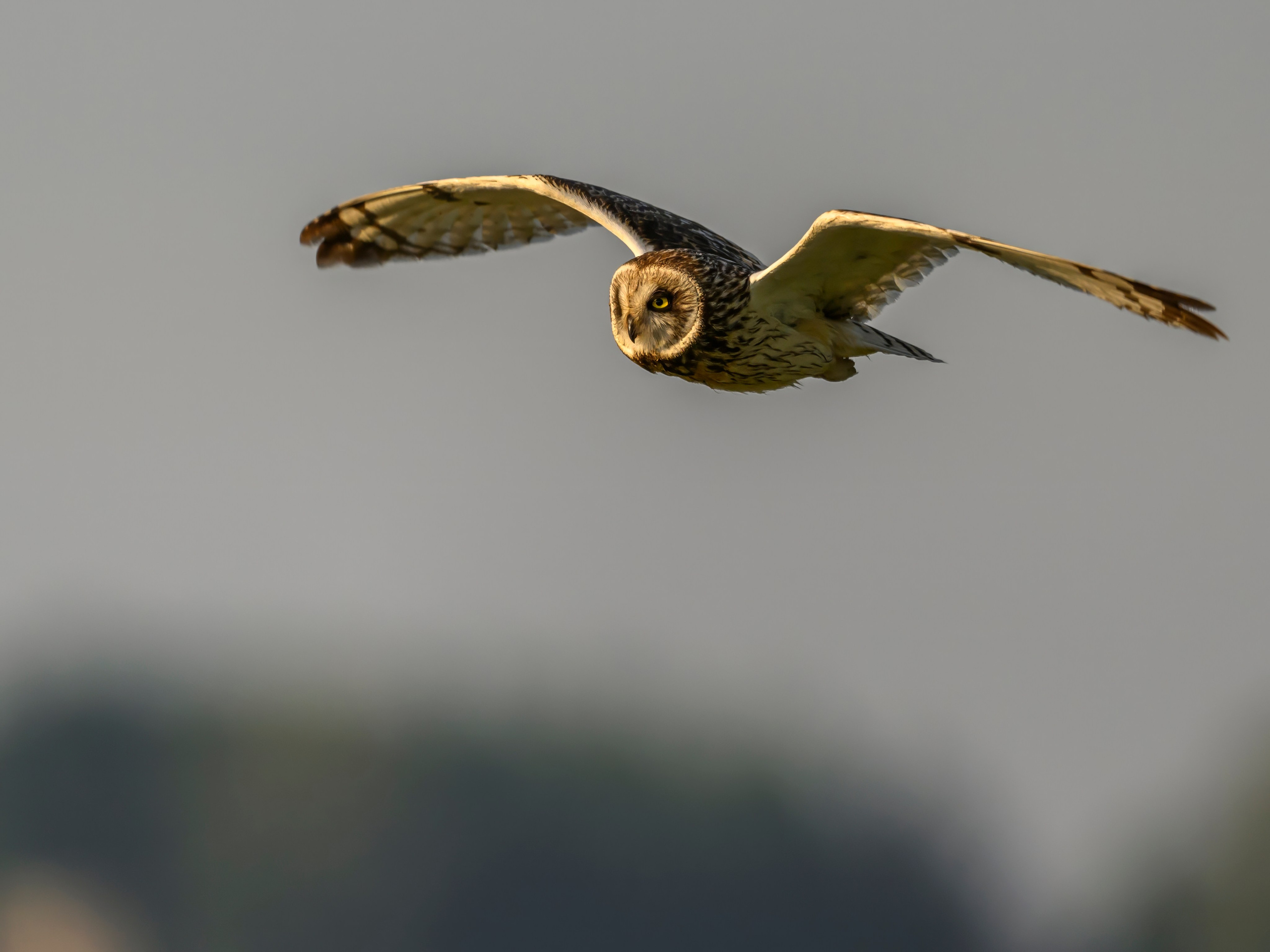 Совы на рассвете. Фотограф Сергей Пупонин