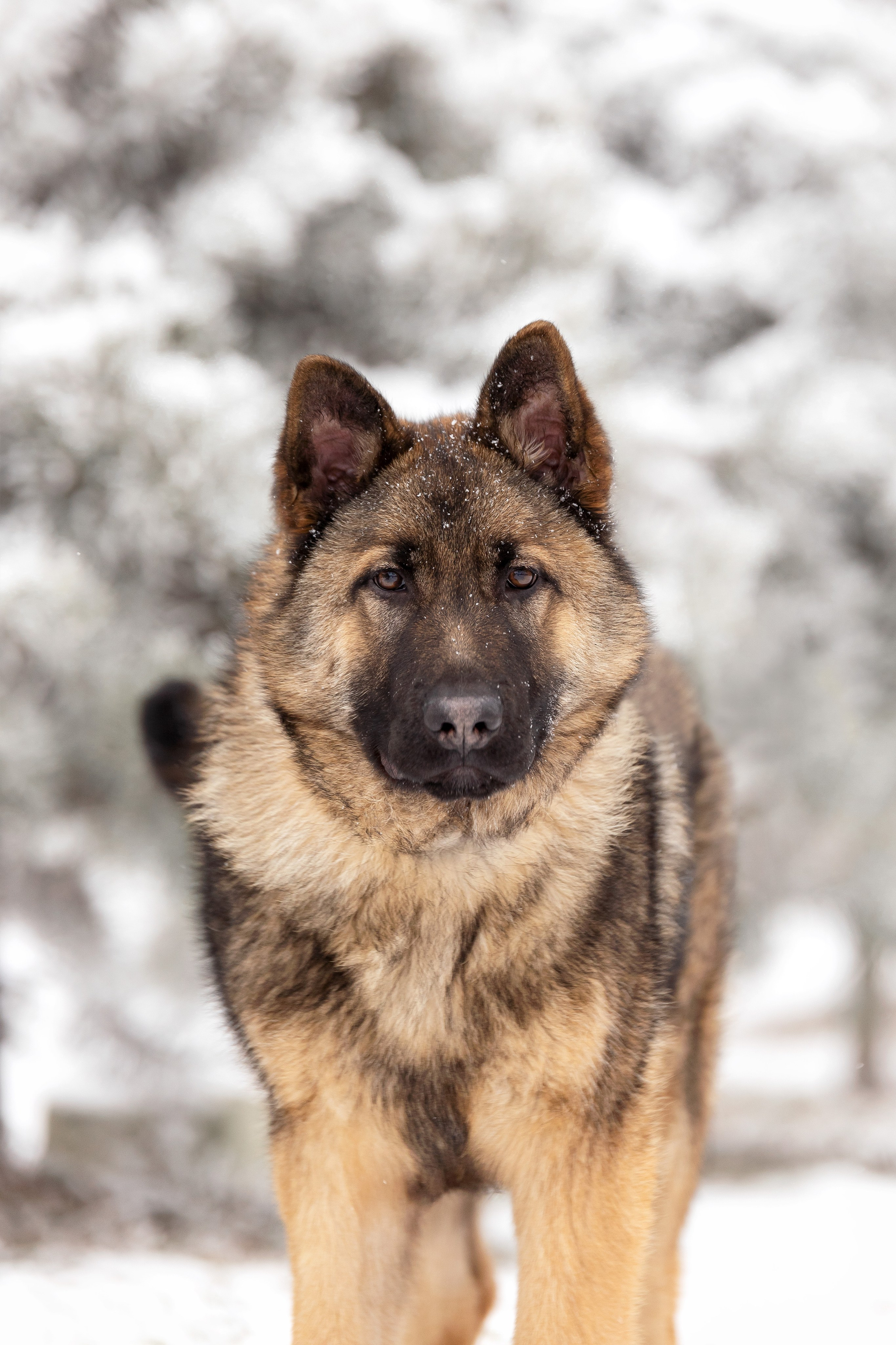 Немецкая овчарка. Юлия Микульская. Рыбинск