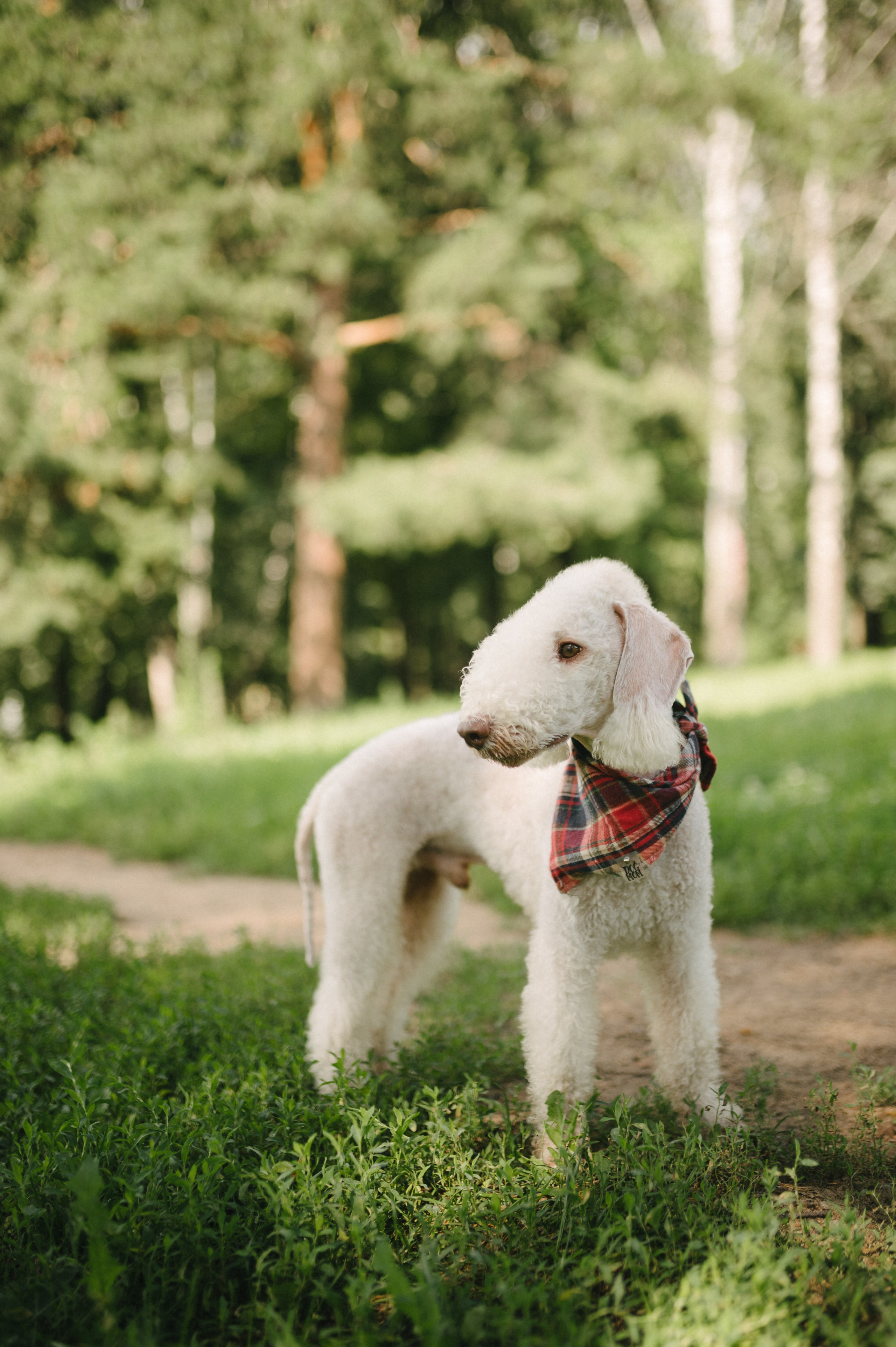 Лиза и Каспер. Фотограф анималист в Москве Ольга Агушева