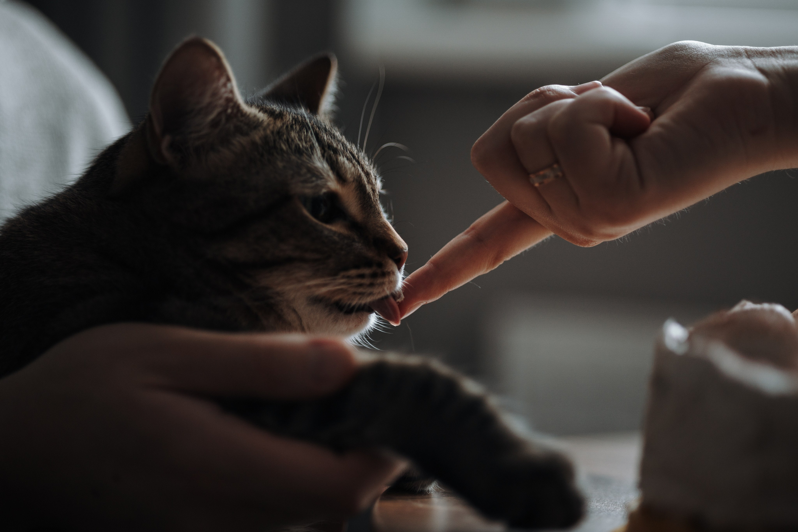 Мася и ее семья. Фотограф — Анималист | Санкт-Петербург