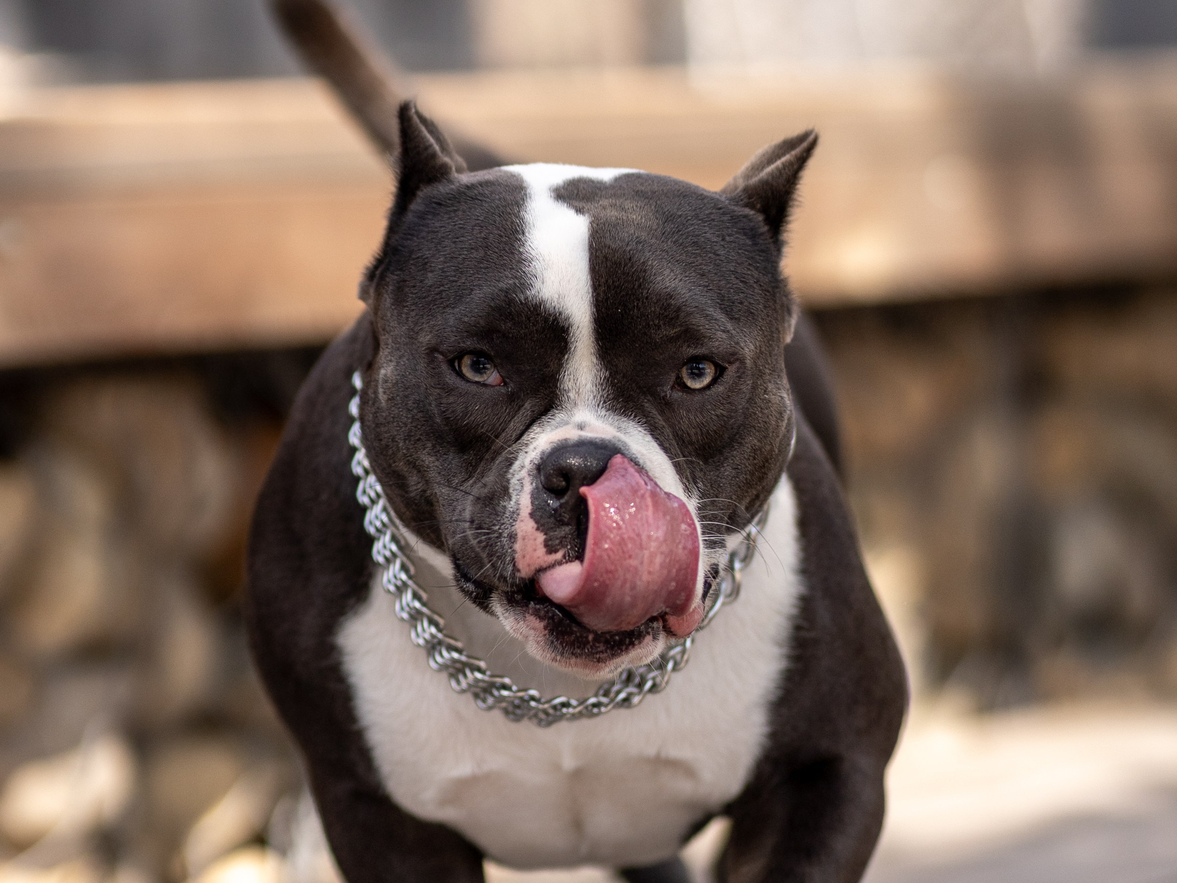 Марси и Катя. Фотограф-анималист в Москве Кириллова Татьяна