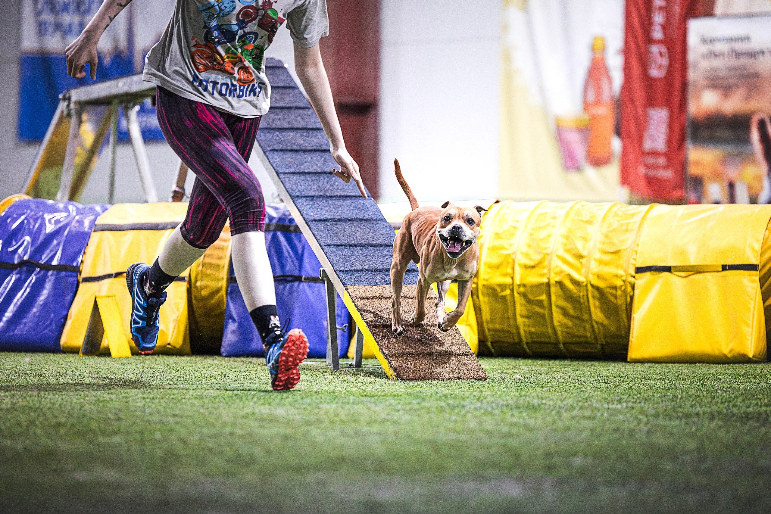 Шмель. BLGKV питомник собак