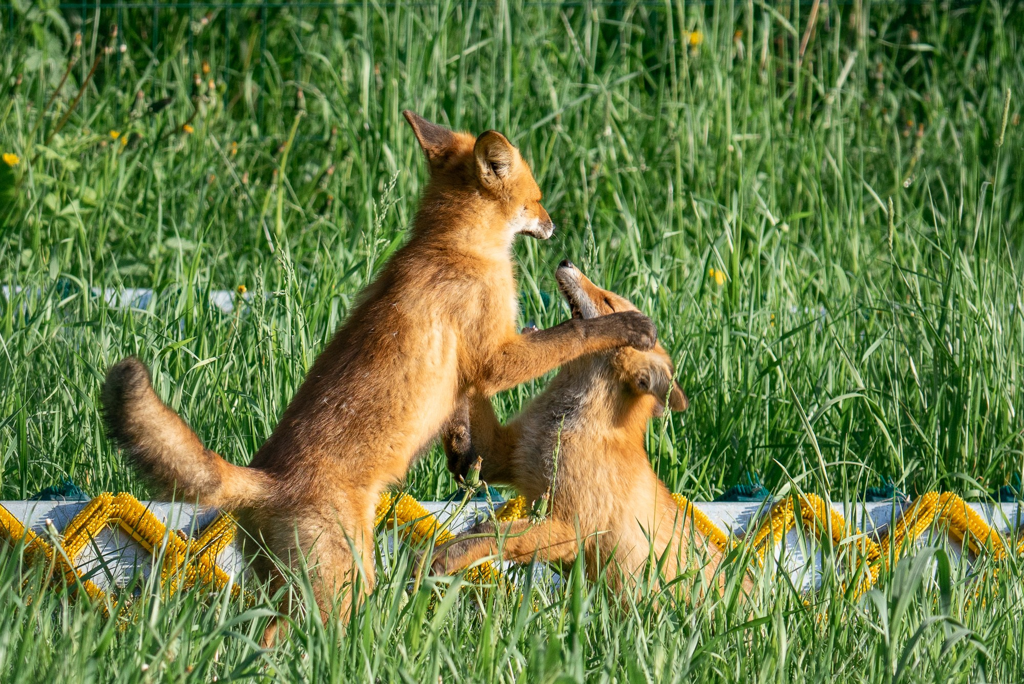 Животные. Ваш личный фотограф Марина Волкова