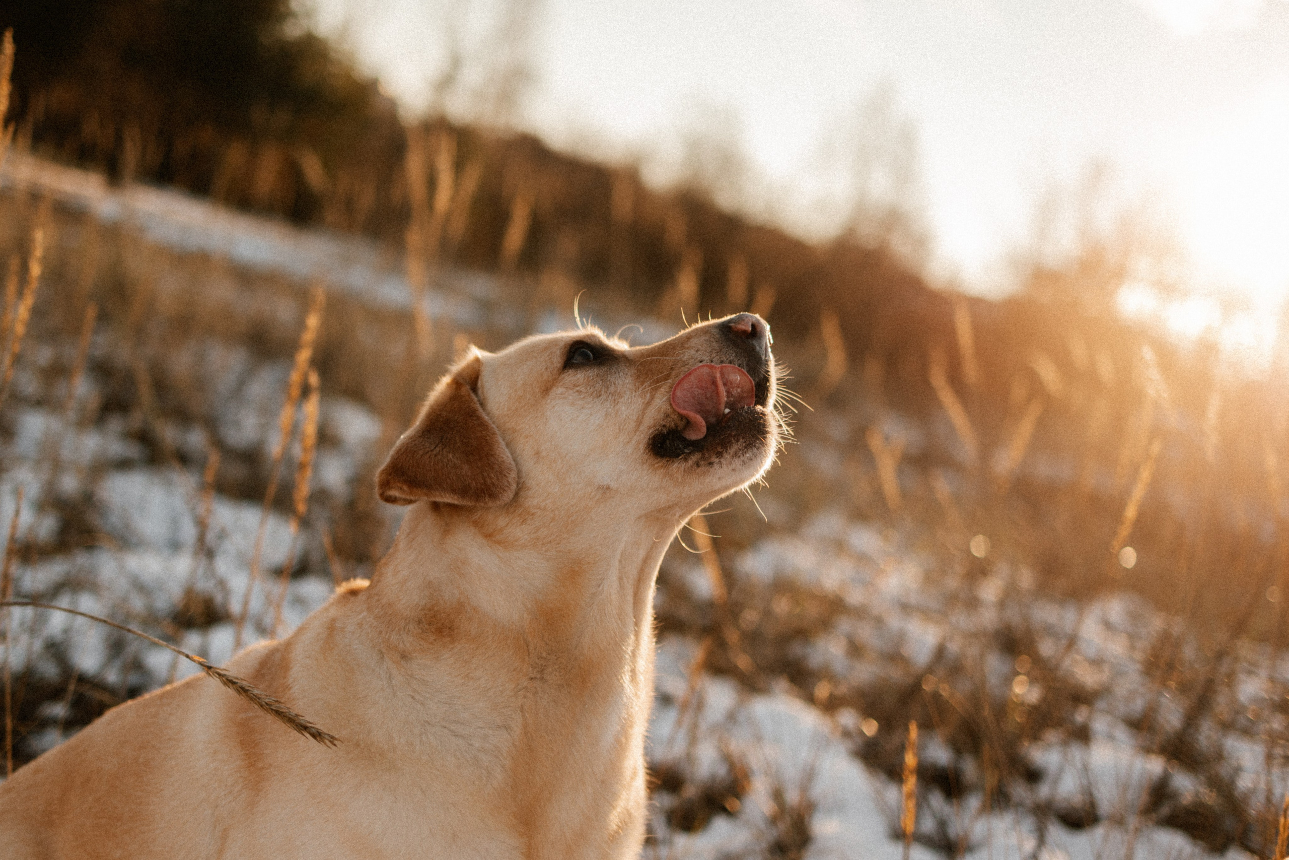 Ирина и Бася. Фотограф — Анималист | Санкт-Петербург