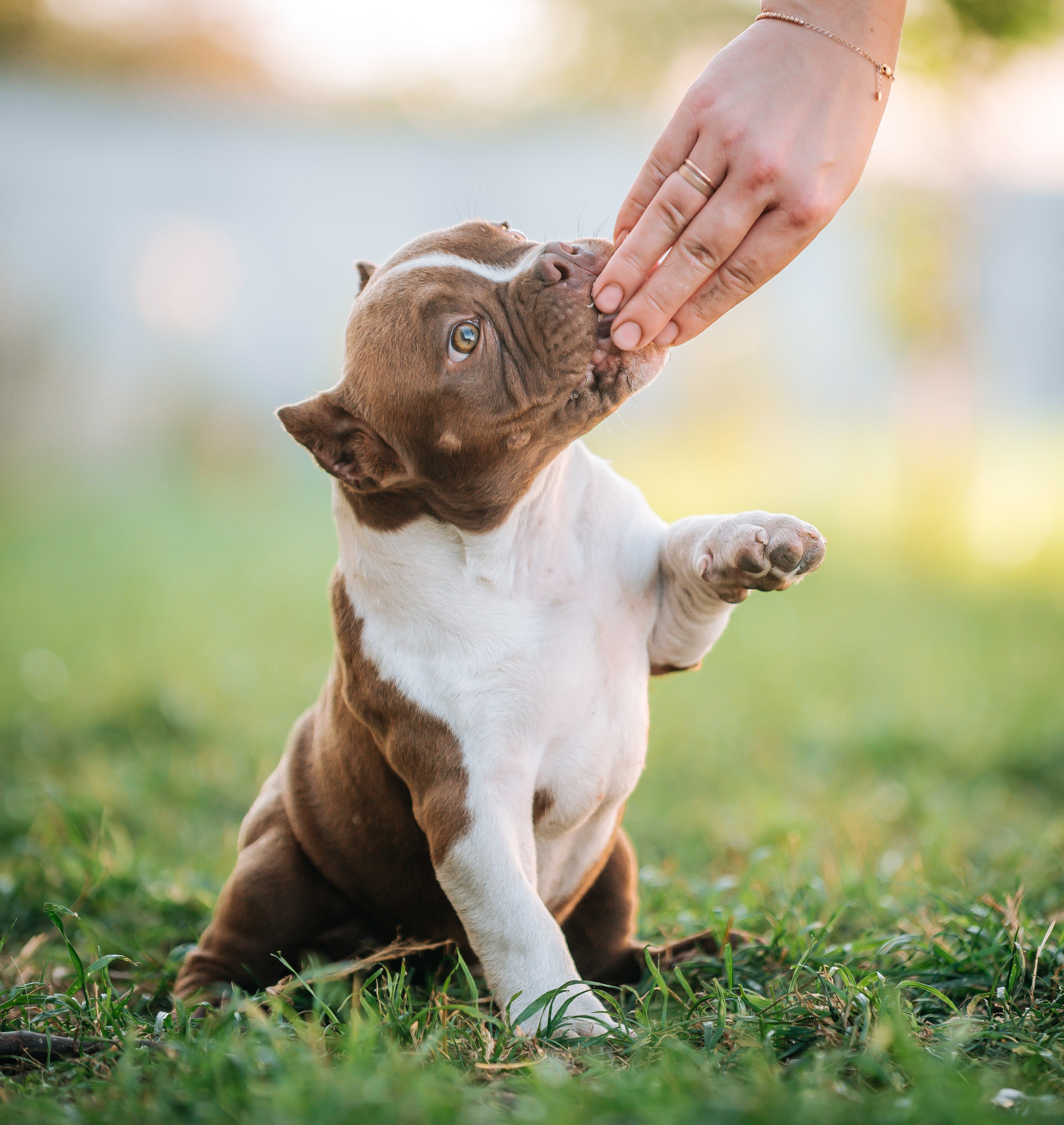 Американский булли щенки. Главная