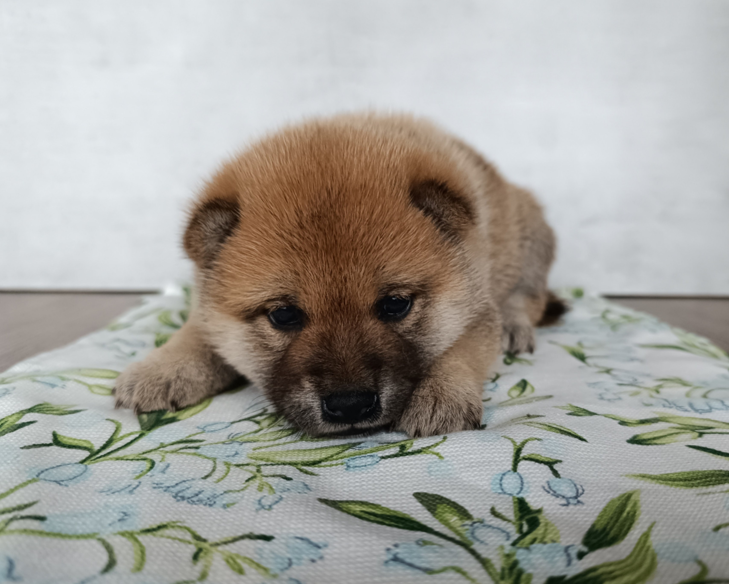 Сиба Rubylight Emma питомник Рубилайт 