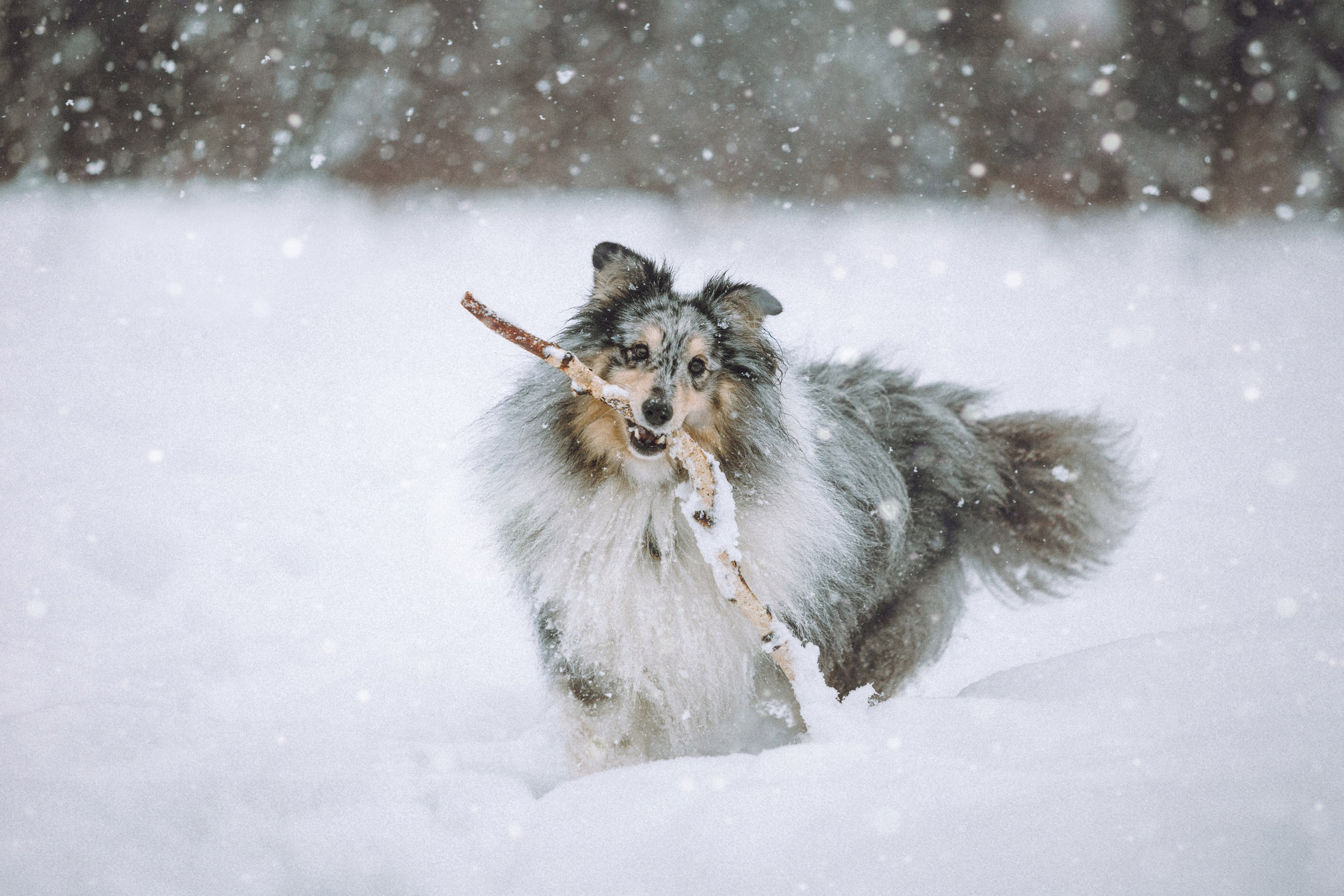 Как фотографировать зимой и сохранить технику?