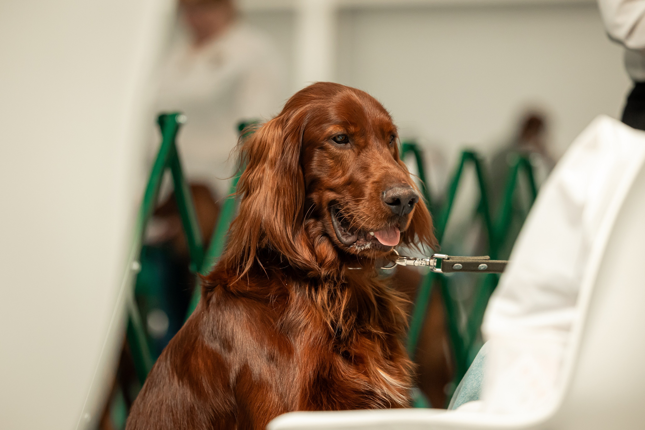 Выставка сеттеров 19.05.24