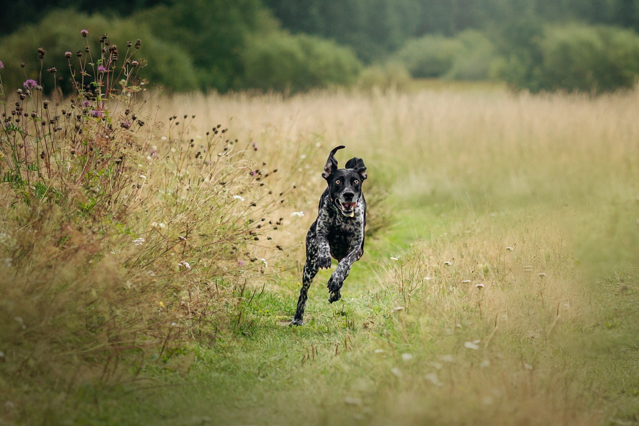 Хеликс и его семья. Фотограф — Анималист | Санкт-Петербург