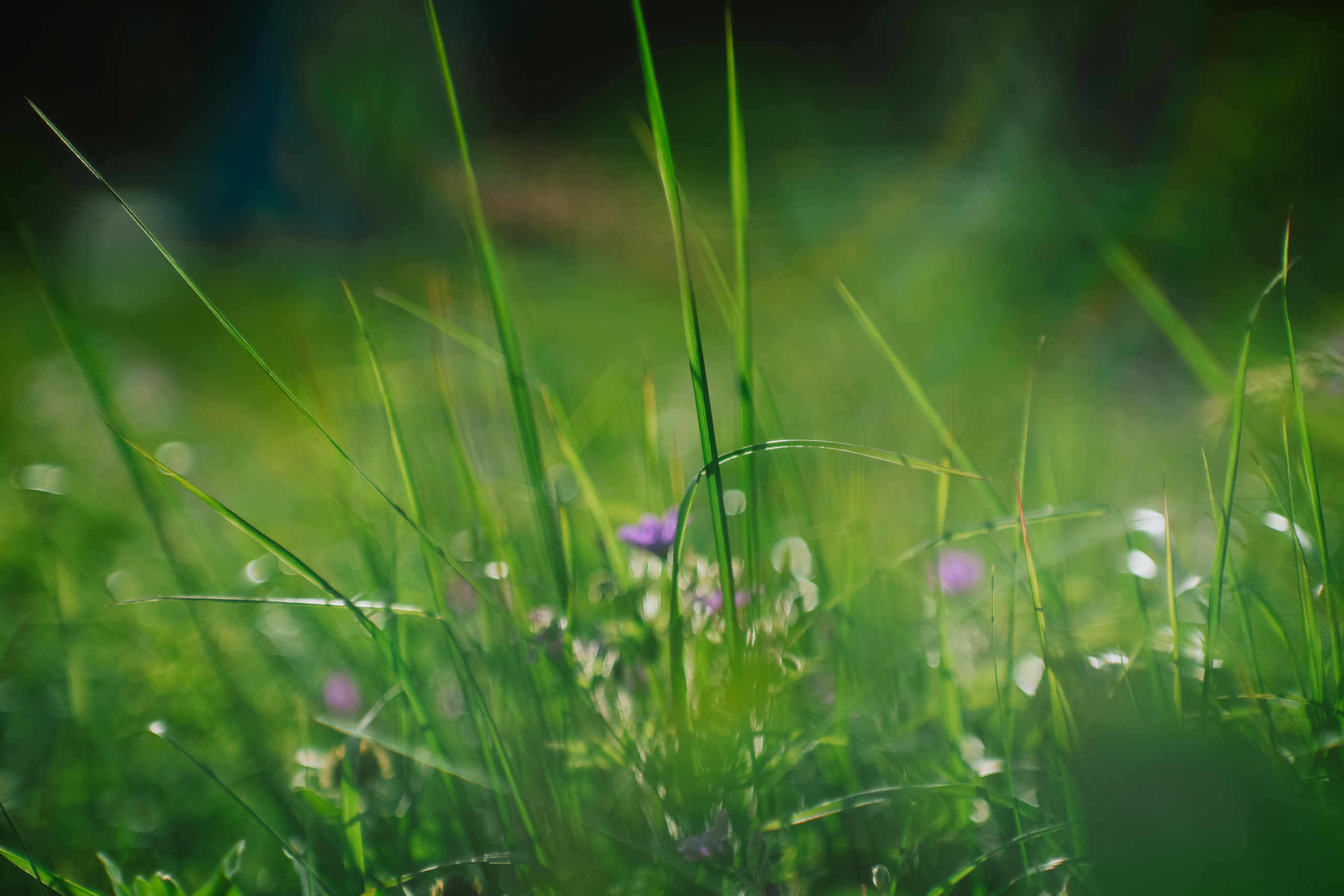 Нахазо ✽ Июль. Репортажный фотограф | Роза Хутор Красная Поляна Сочи Сириус