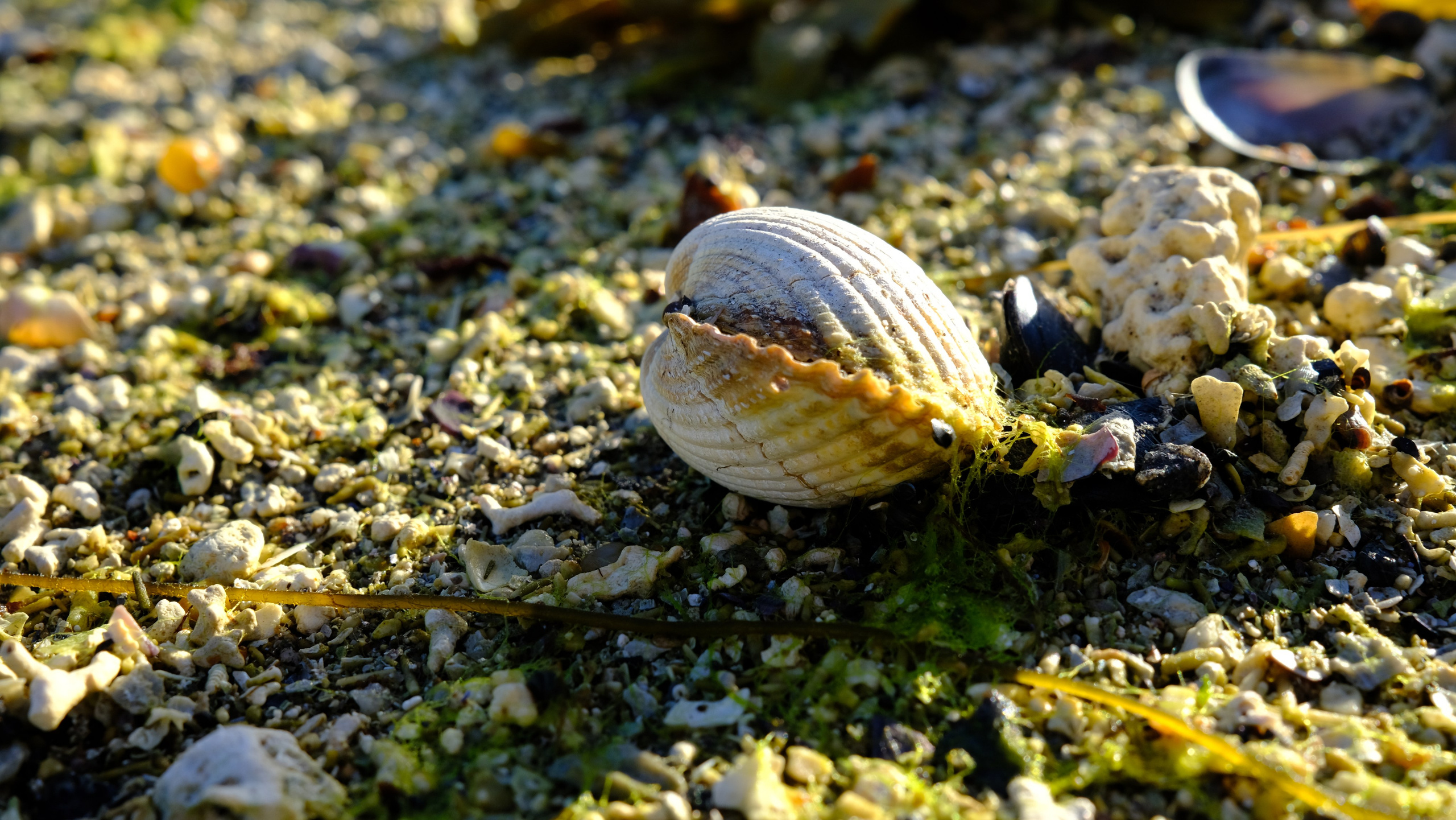 Баренцево море. Пейзажи Крайнего Севера. Баренцево море, Рыбачий, Средний, Немецкий