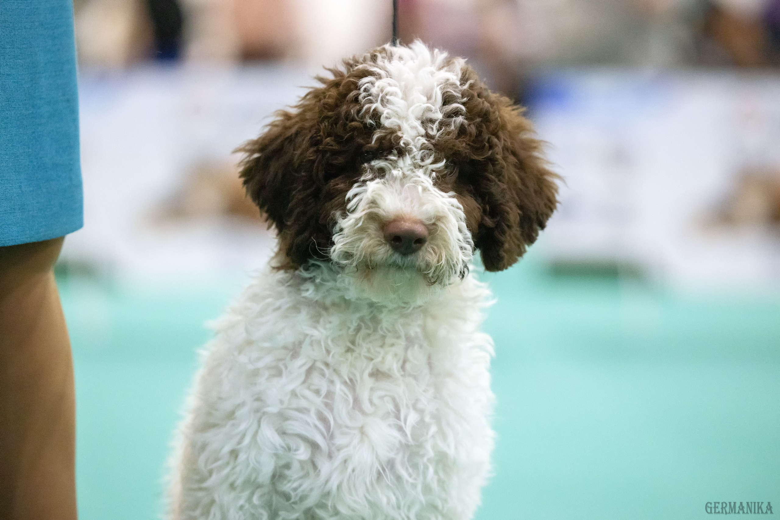 Крокус 10.02,Сфера 11.02.2024. Фотограф-анималист Юлия Германика