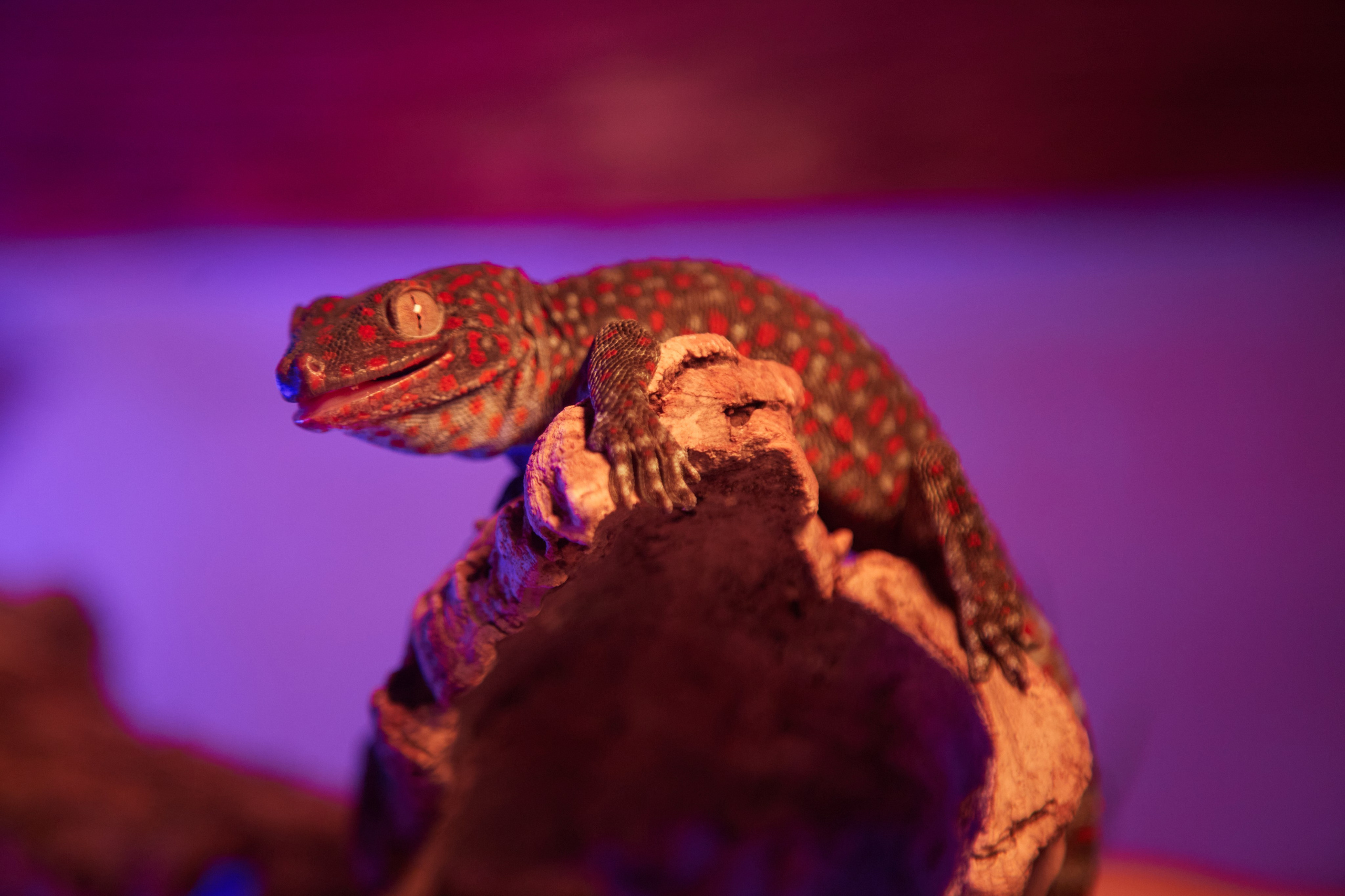 Фотосъёмка ящерицы на коре дерева.