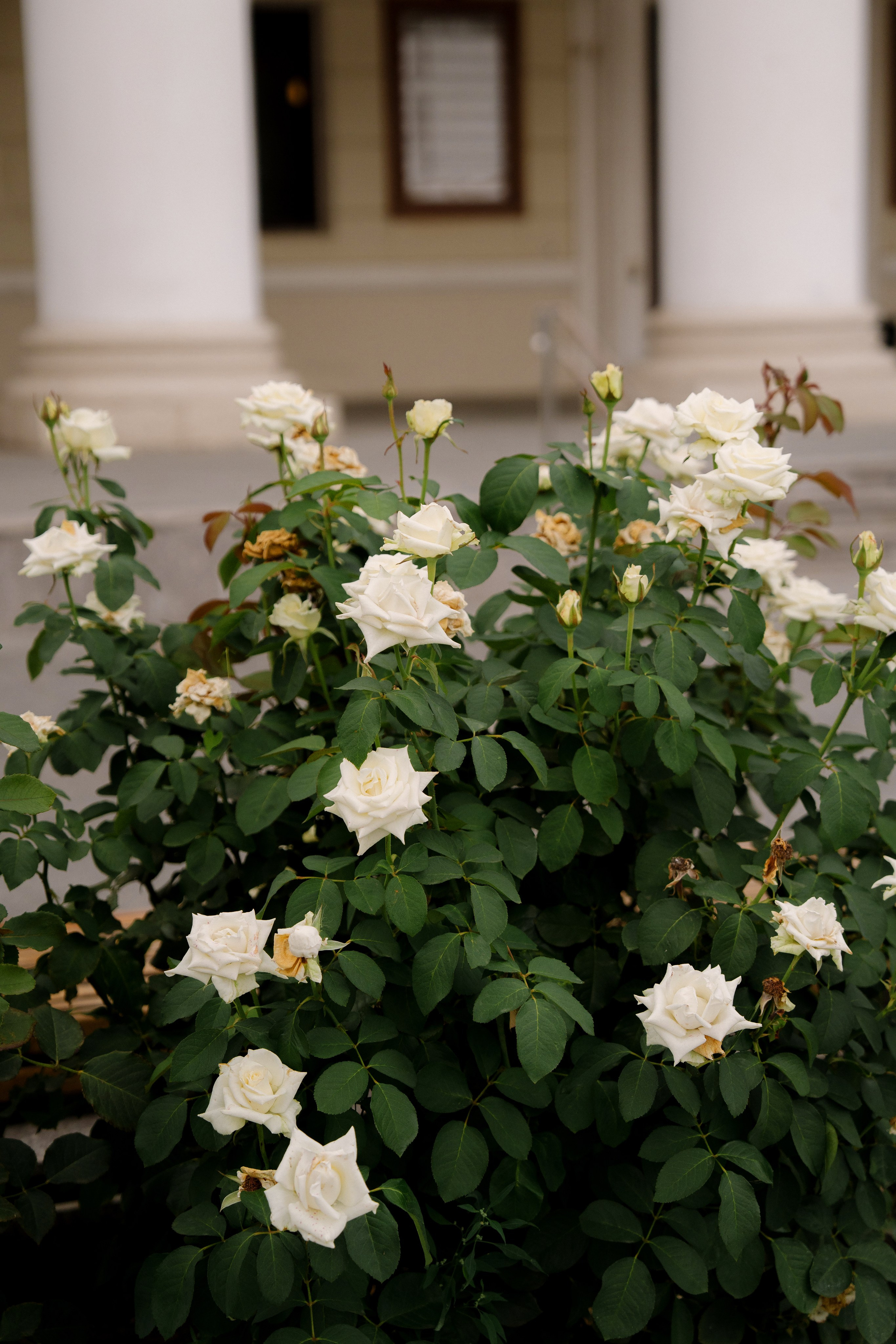 Александр и Оксана. Свадебный фотограф Воронеж Марина Грудинина