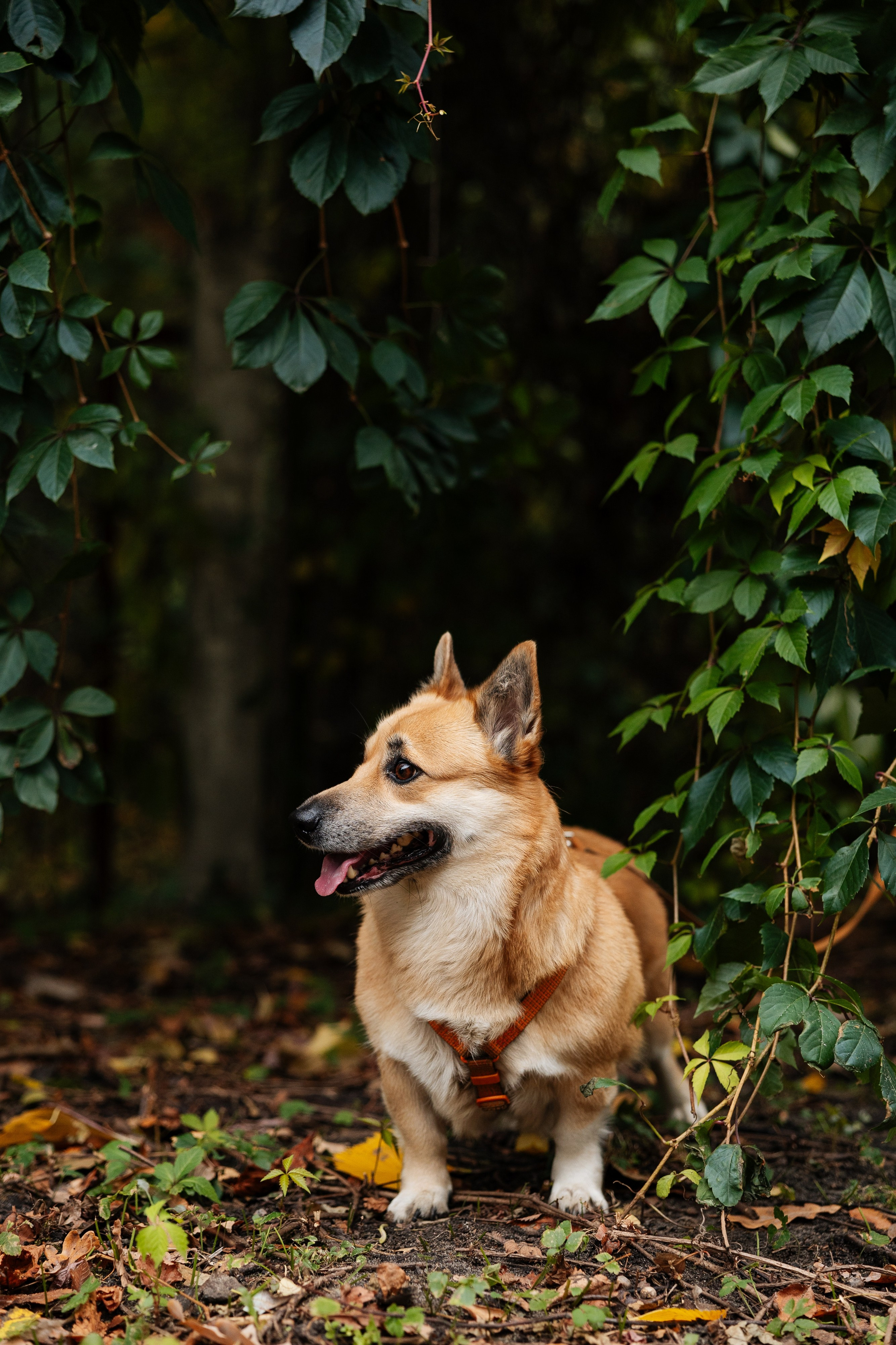 Антон и Настя. Свадебный и репортажный фотограф в Воронеже Сергей Максимов