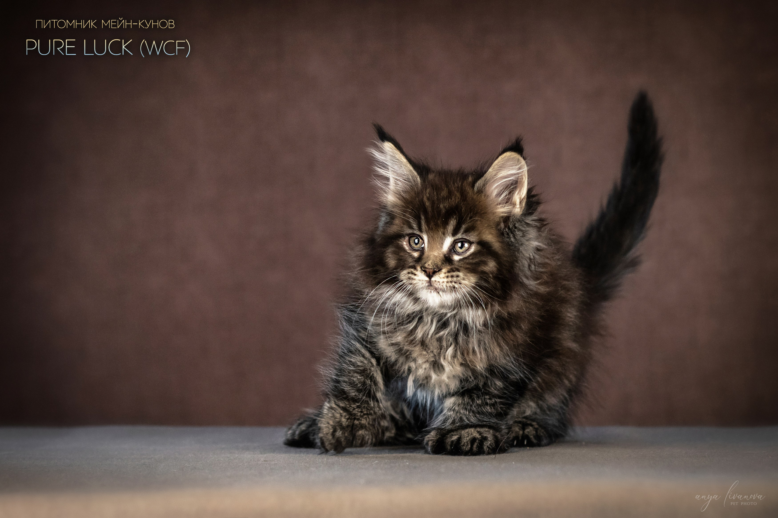 Мейнкуны. Фотограф анималист Аня Ливанова | Рыбинск