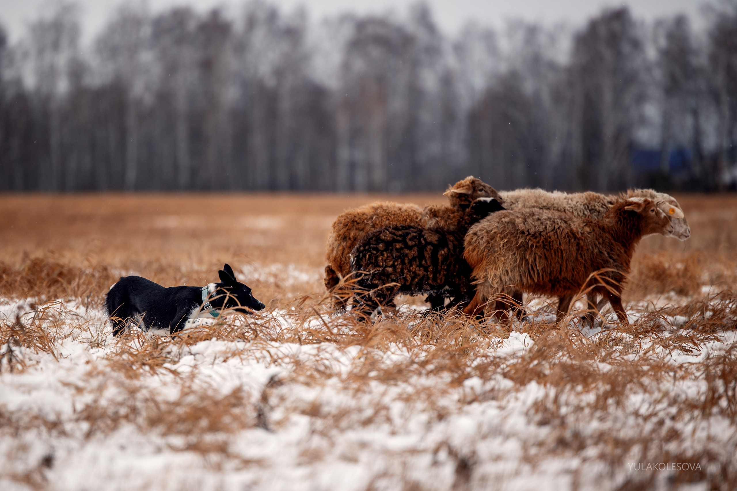 Пастуший интенсив, ноябрь 2024. YULA KOLESOVA | Фотограф — Анималист | Художник | Тюмень