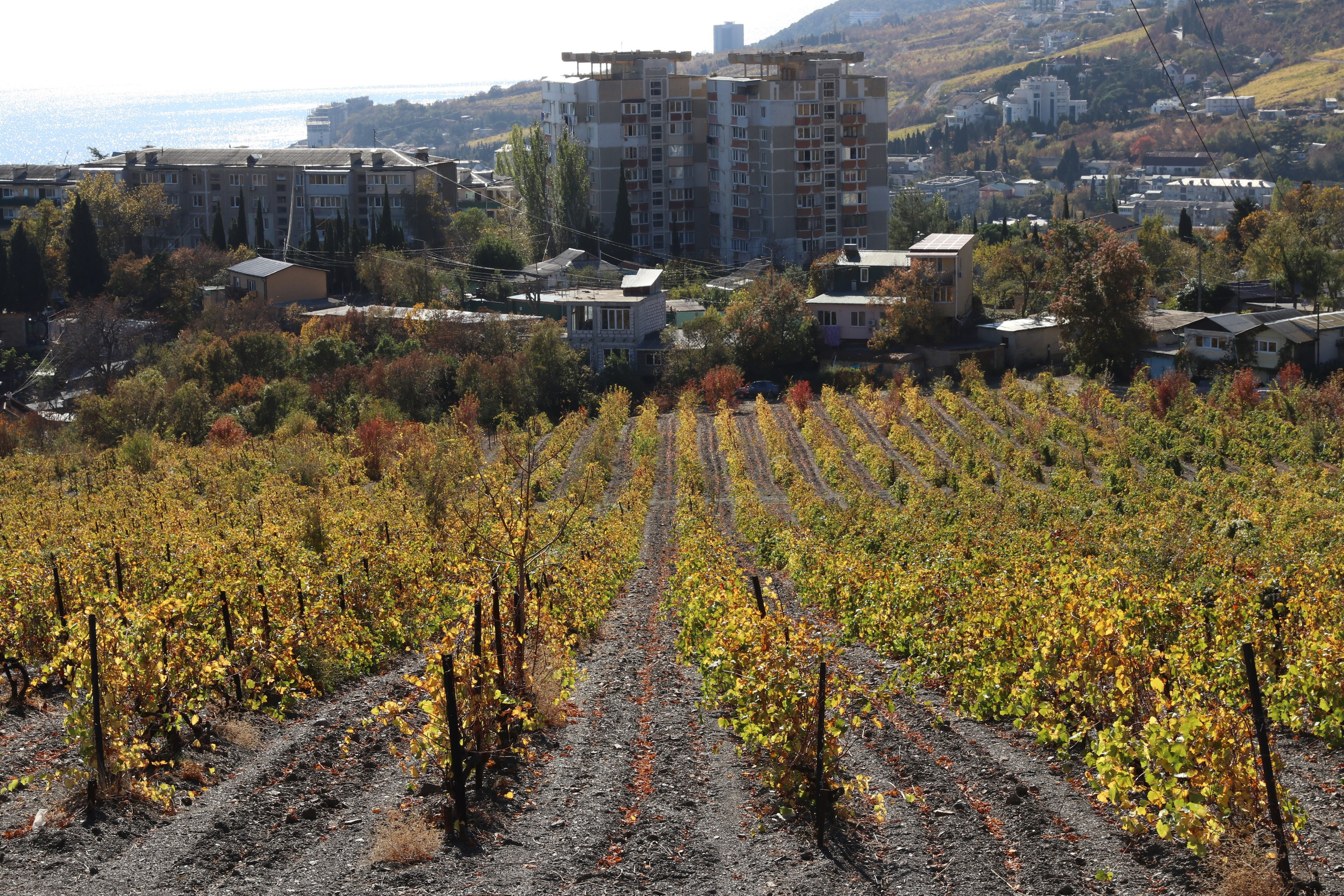 Крым. ЮБК (Гурзуф, Судак и их окрестности). Ноябрь 2023. Путешественник-фотограф из Санкт-Петербурга Татьяна Свистулина