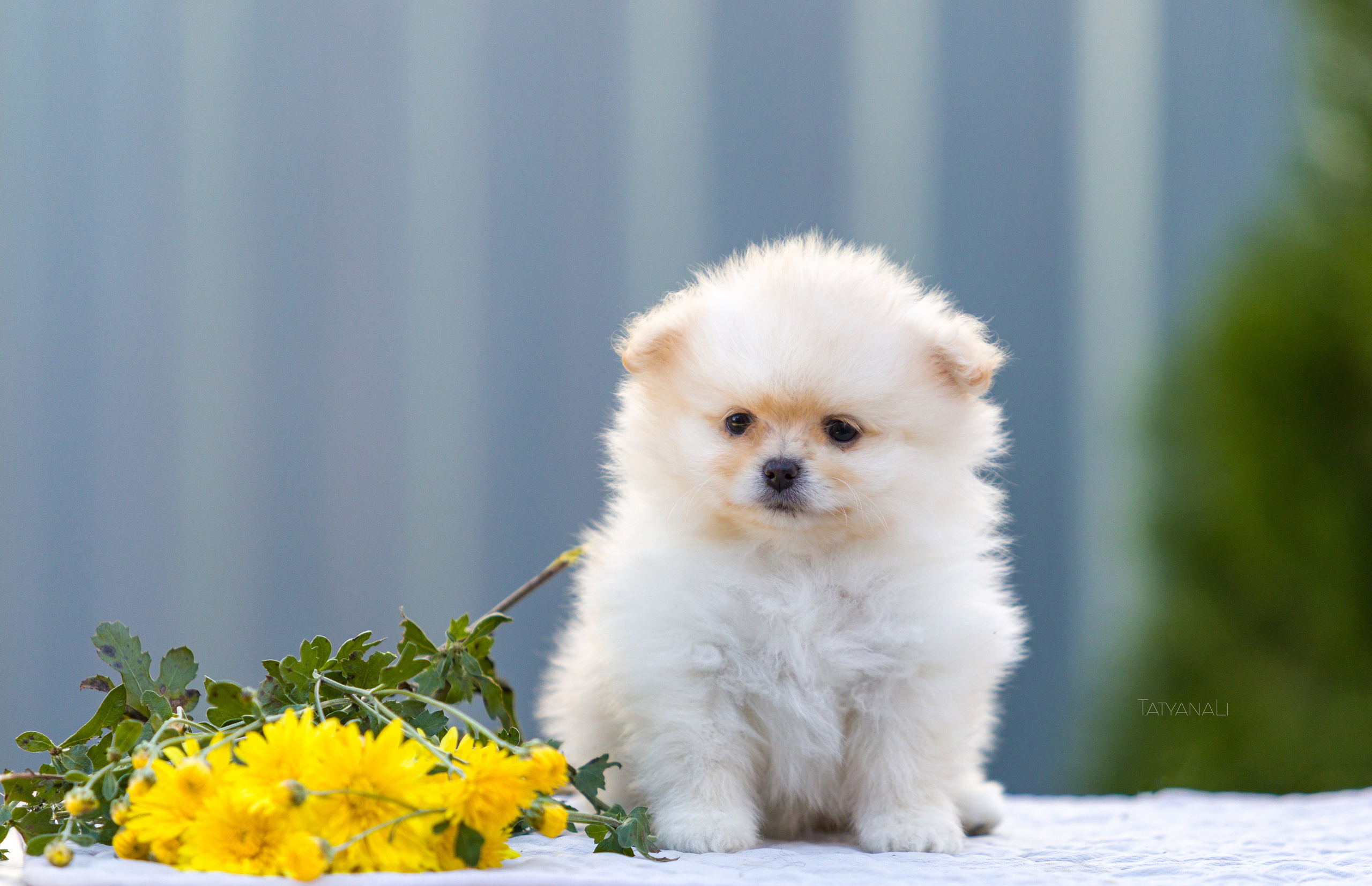 Немецкий шпиц миниатюрный. Фотограф — анималист Татьяна Ли