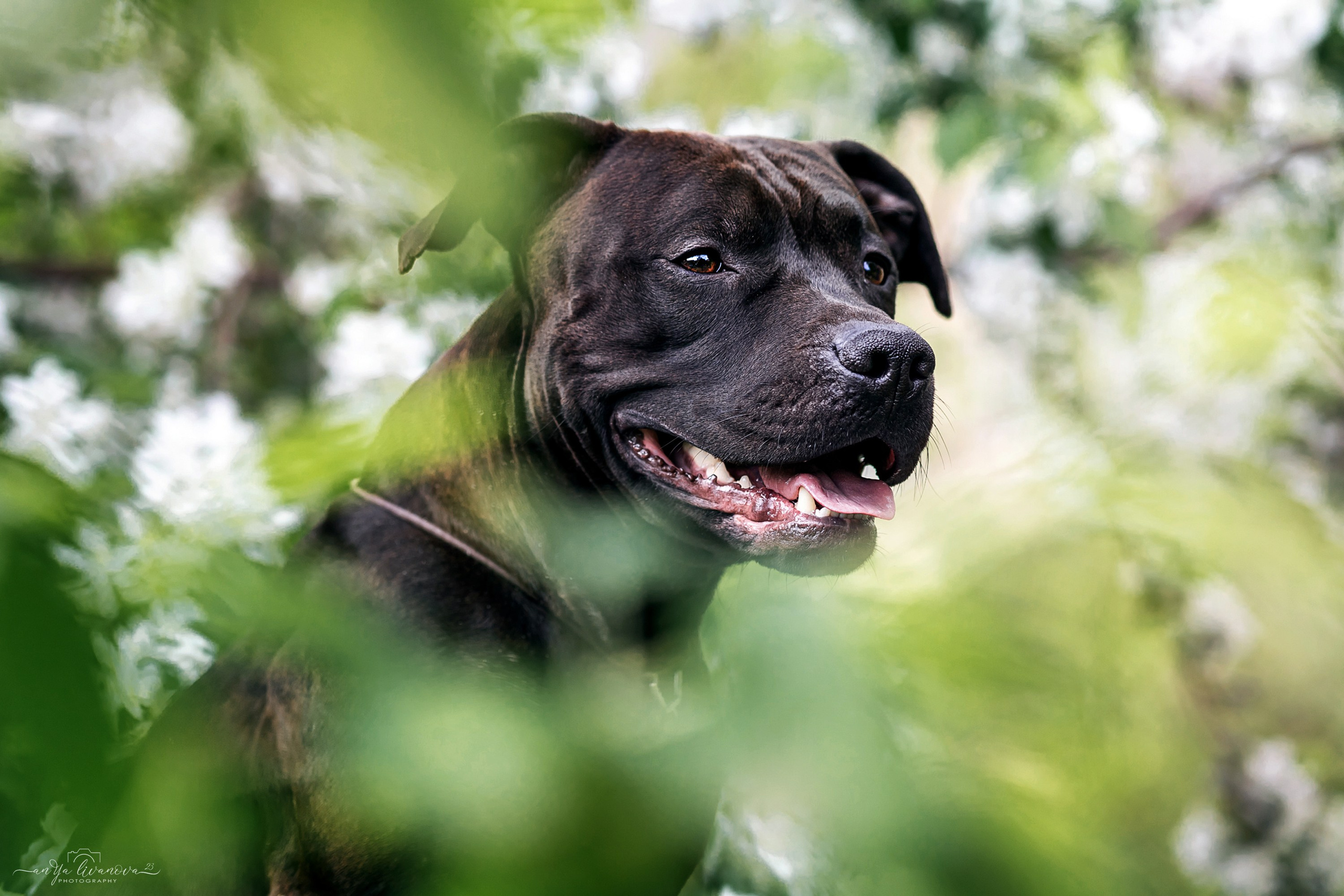 Яблони. Фотограф анималист Аня Ливанова | Рыбинск