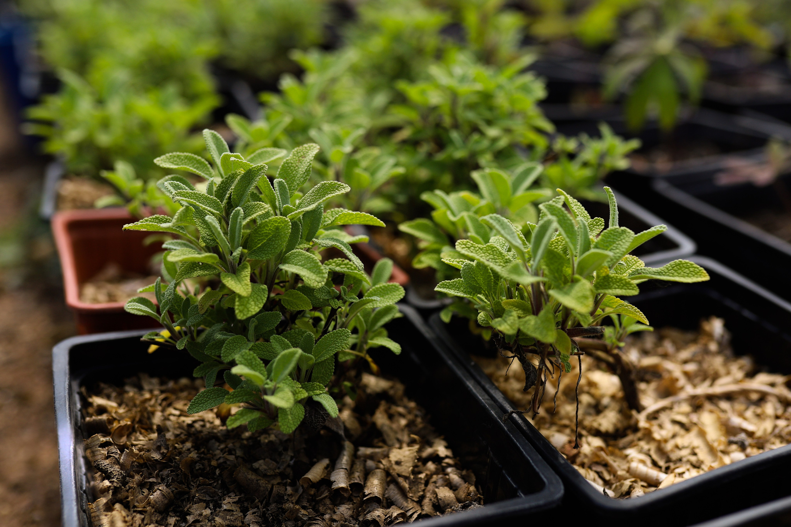 Садовый центр. Фотограф Эмилия Сафиуллина