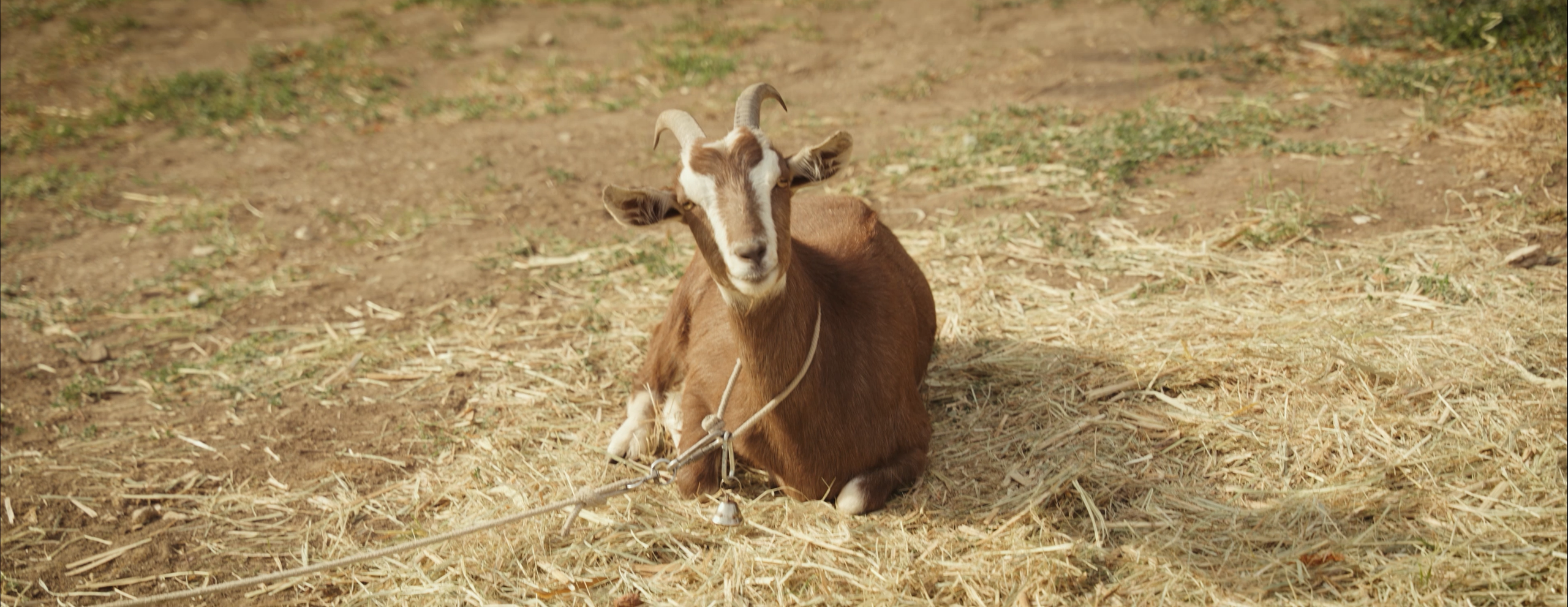 Стефан Студия