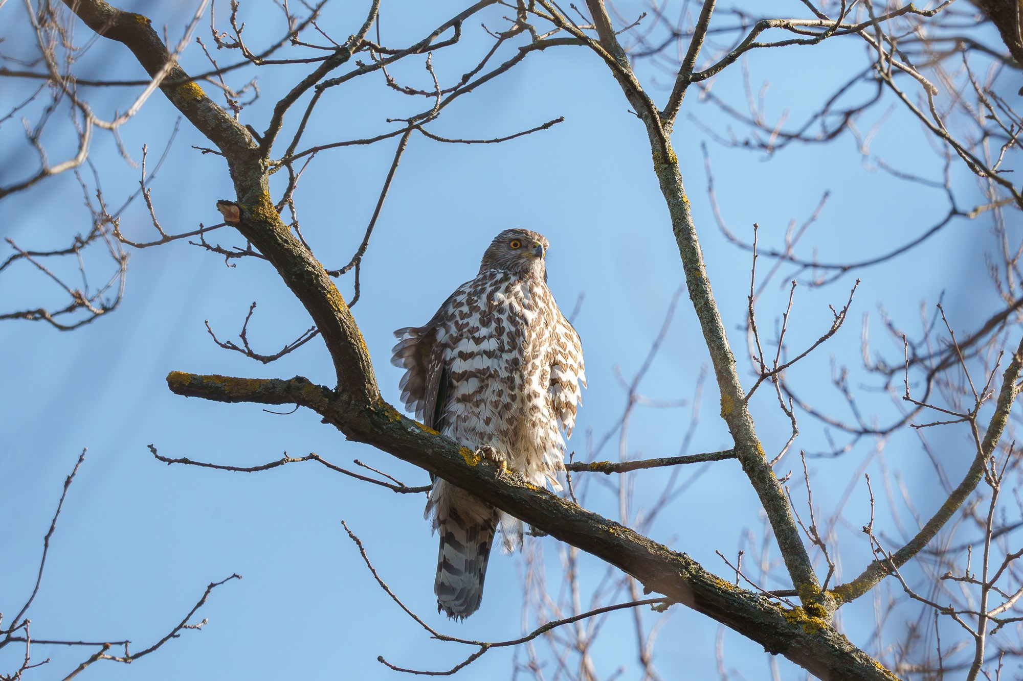Удивительные мир птиц. Вокруг нас столько прекрасного — присмотритесь!. Ваш личный фотограф Марина Волкова