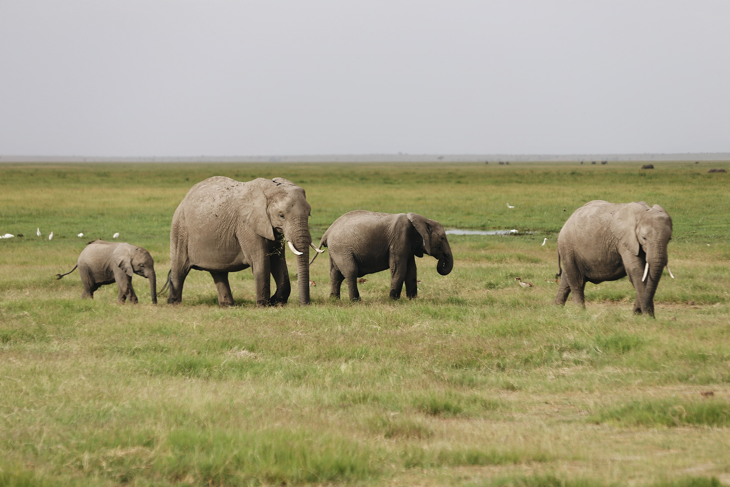 Kenya. Safari. Ekaterina Buneeva Photography