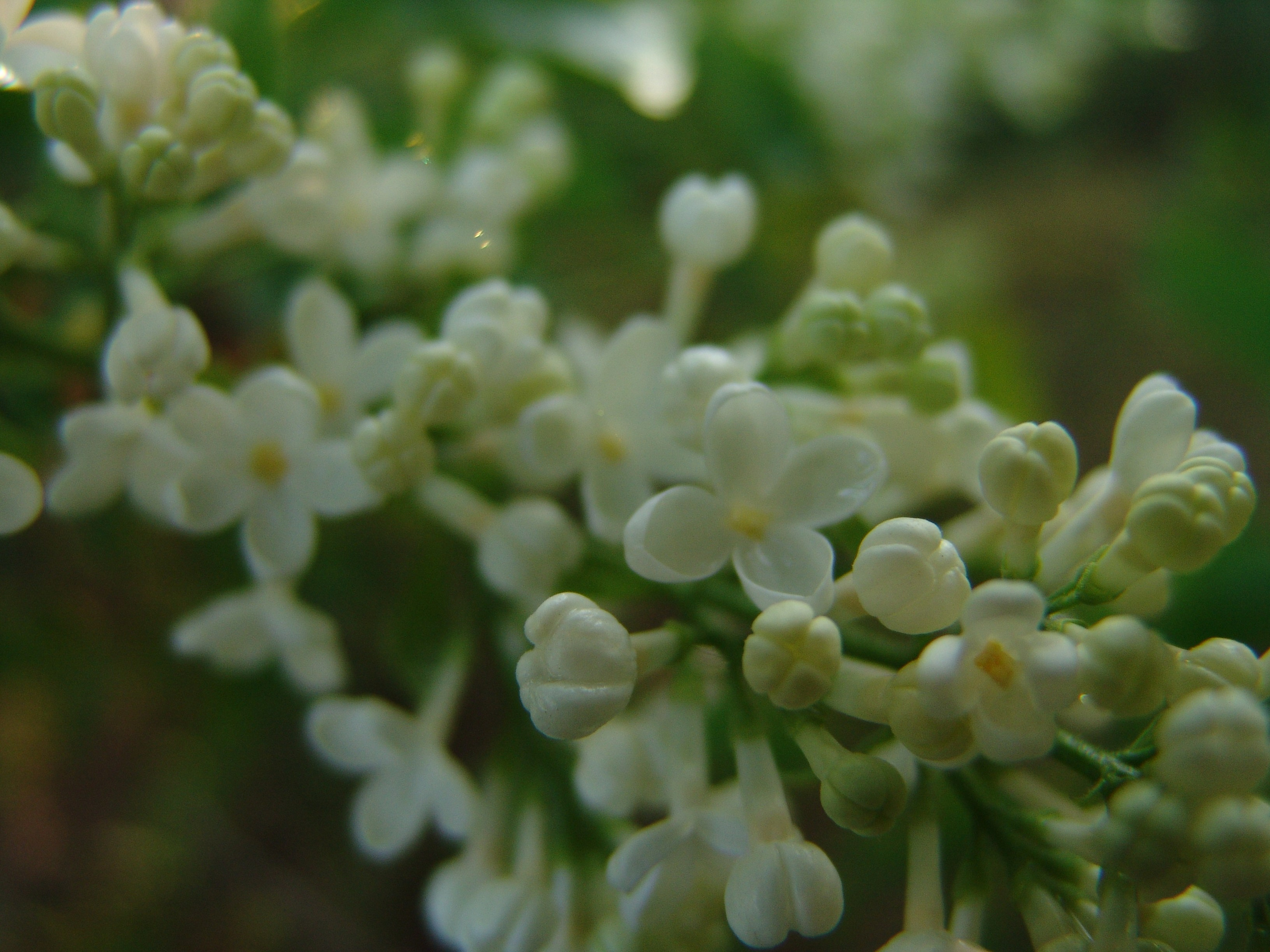 Приезд КС 2005. Заставка