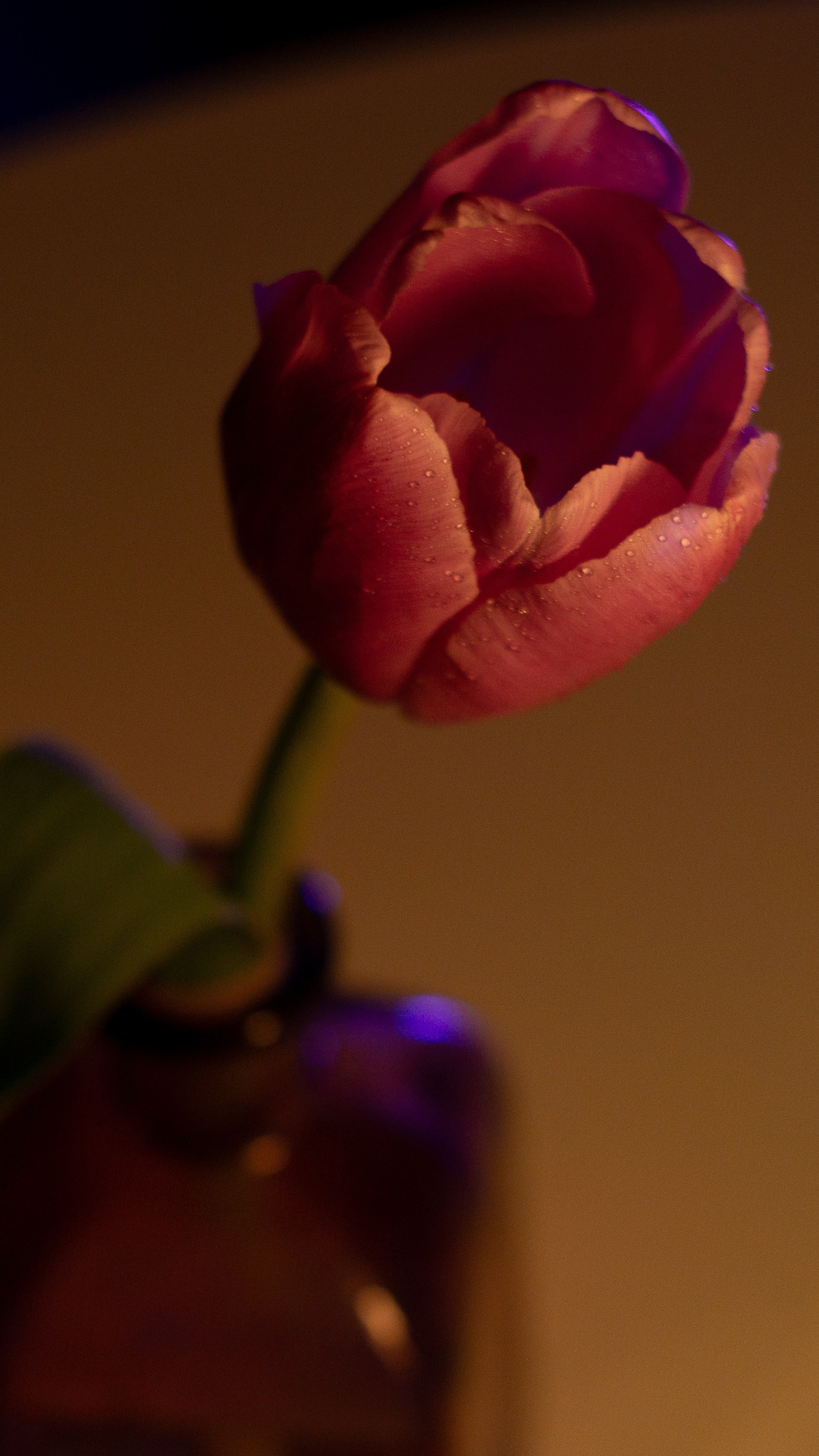 Цветы и свет. Фотограф в Москве Юлия Першина