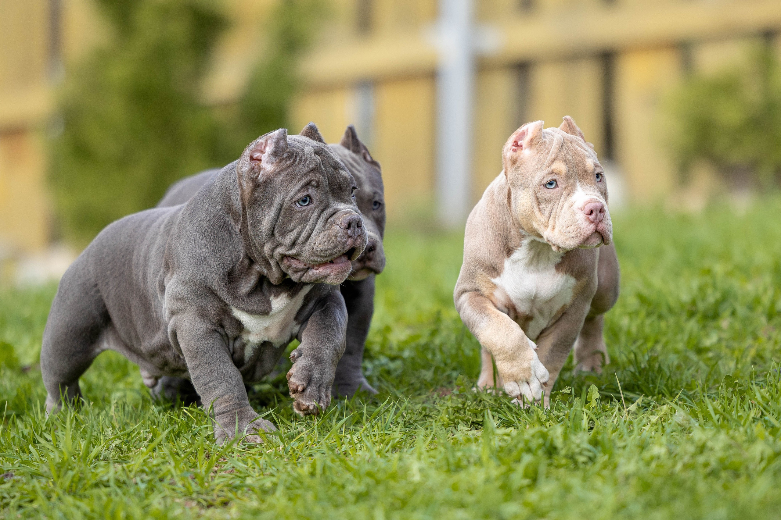 Щенки булли