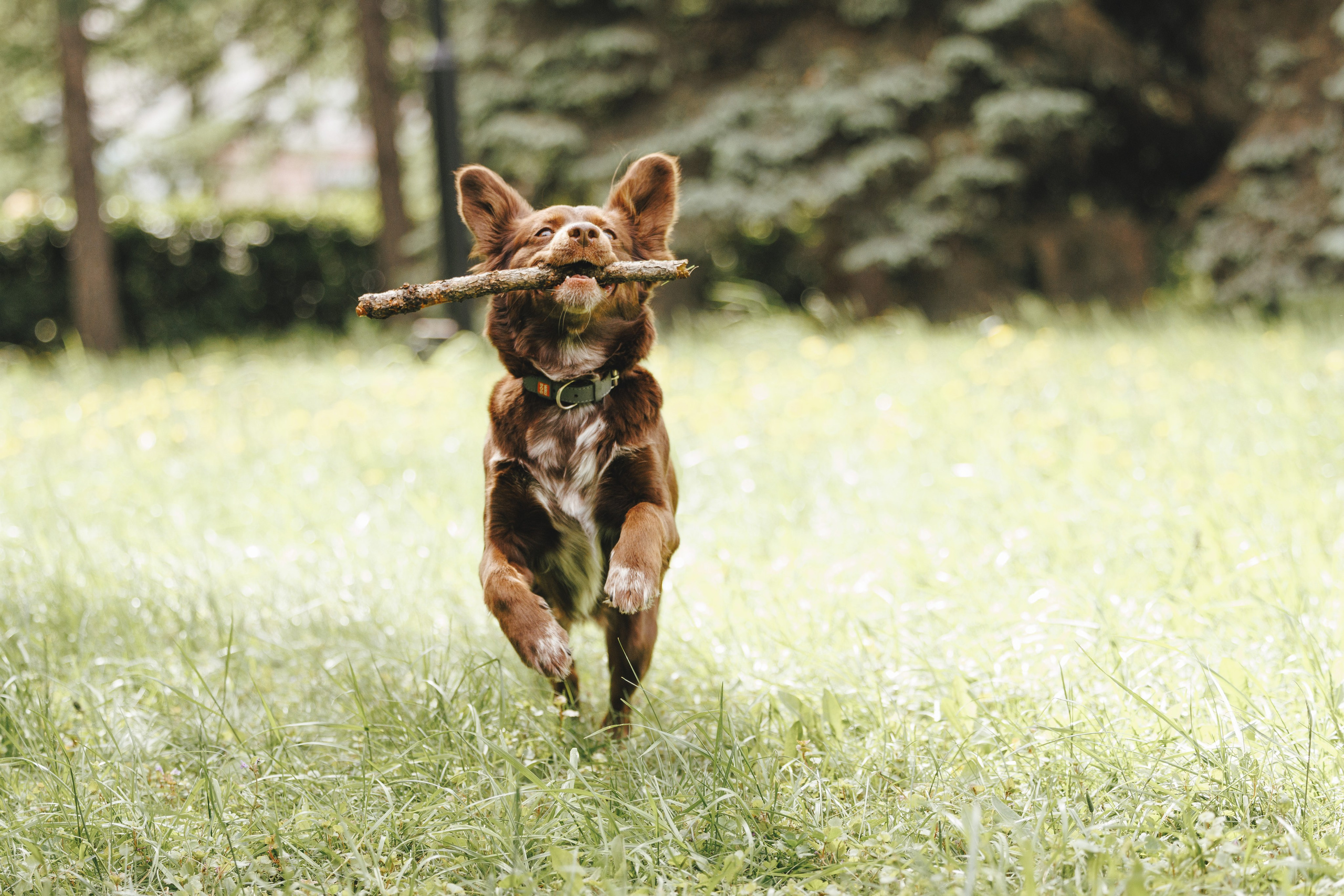 Ваши фотографии. Фотограф анималист Осипчикова Мария