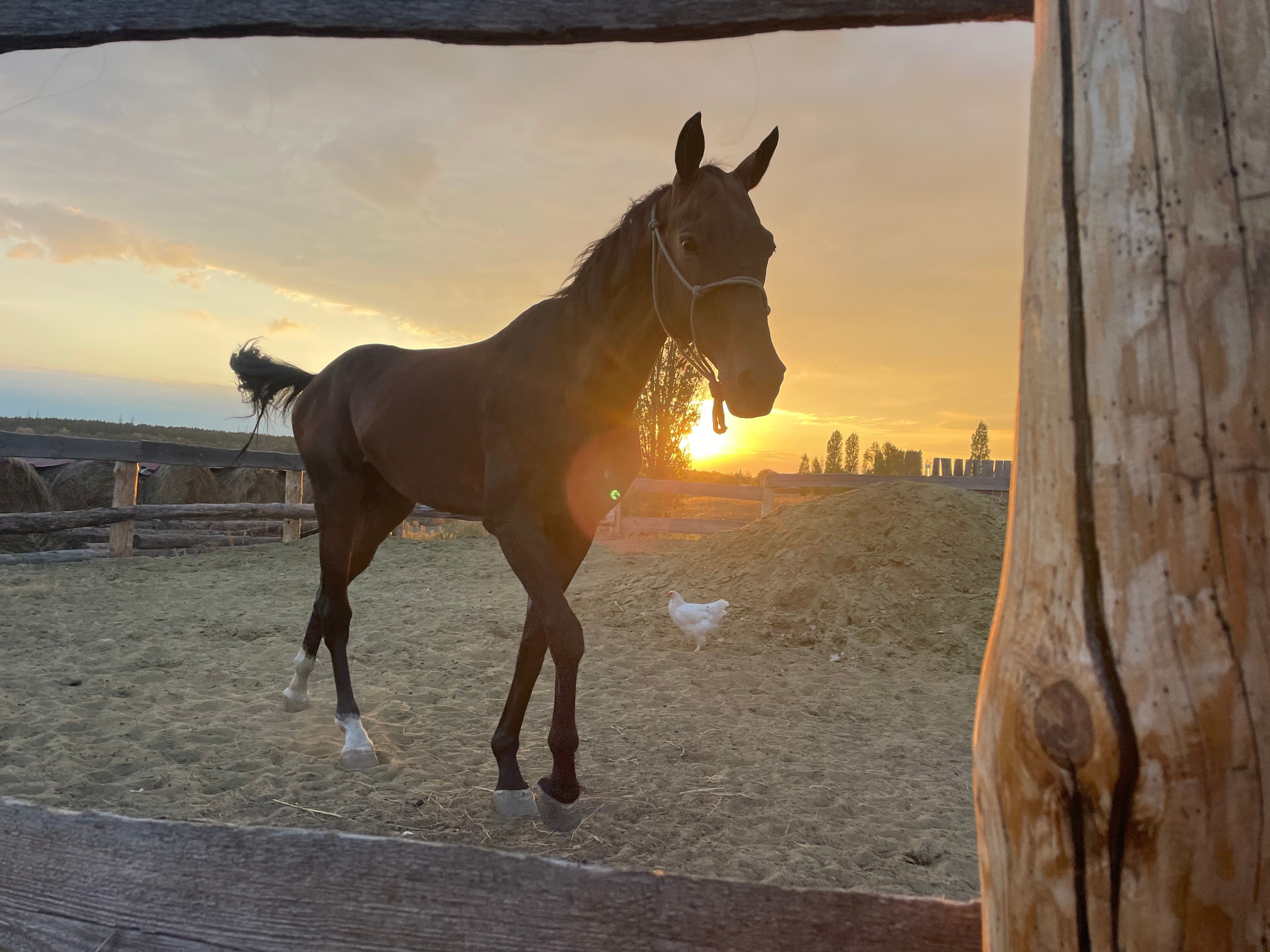 170 004 Конь. ВИЗУАЛЬНЫЕ И ЗВУКОВЫЕ РЕШЕНИЯ ДЛЯ БИЗНЕСА И СЪЁМОК ТЕЛЕТЕЛА