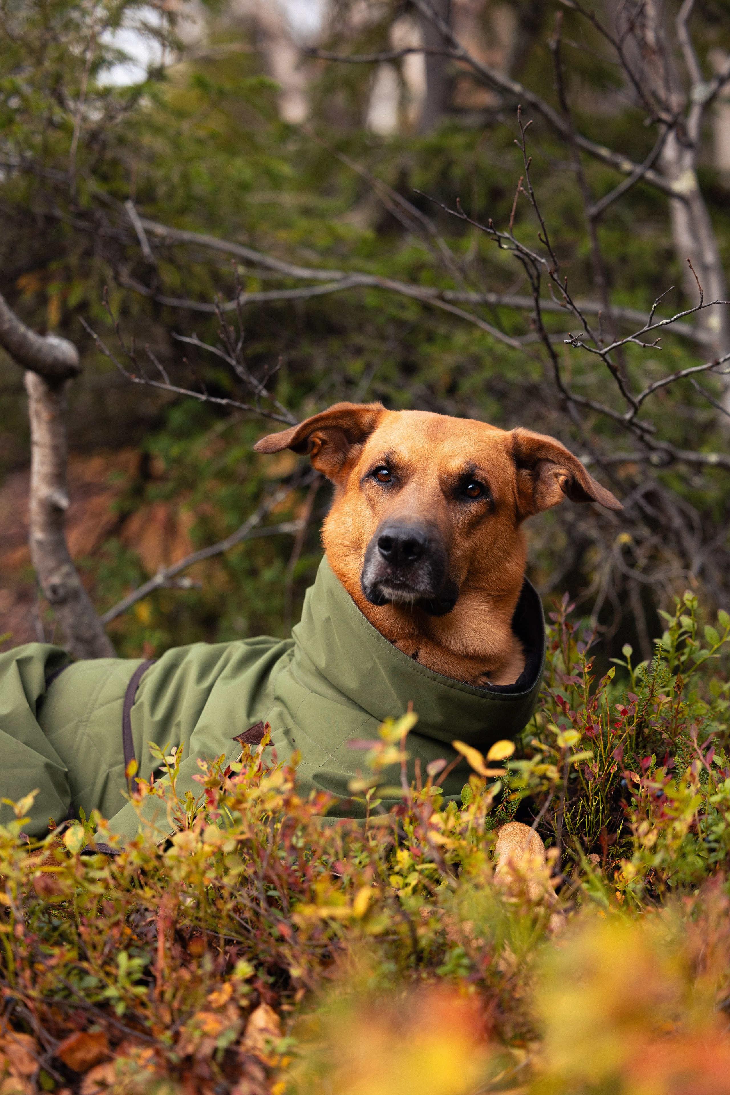 Кольский. Фотограф и видеограф анималист Аганина Дарья