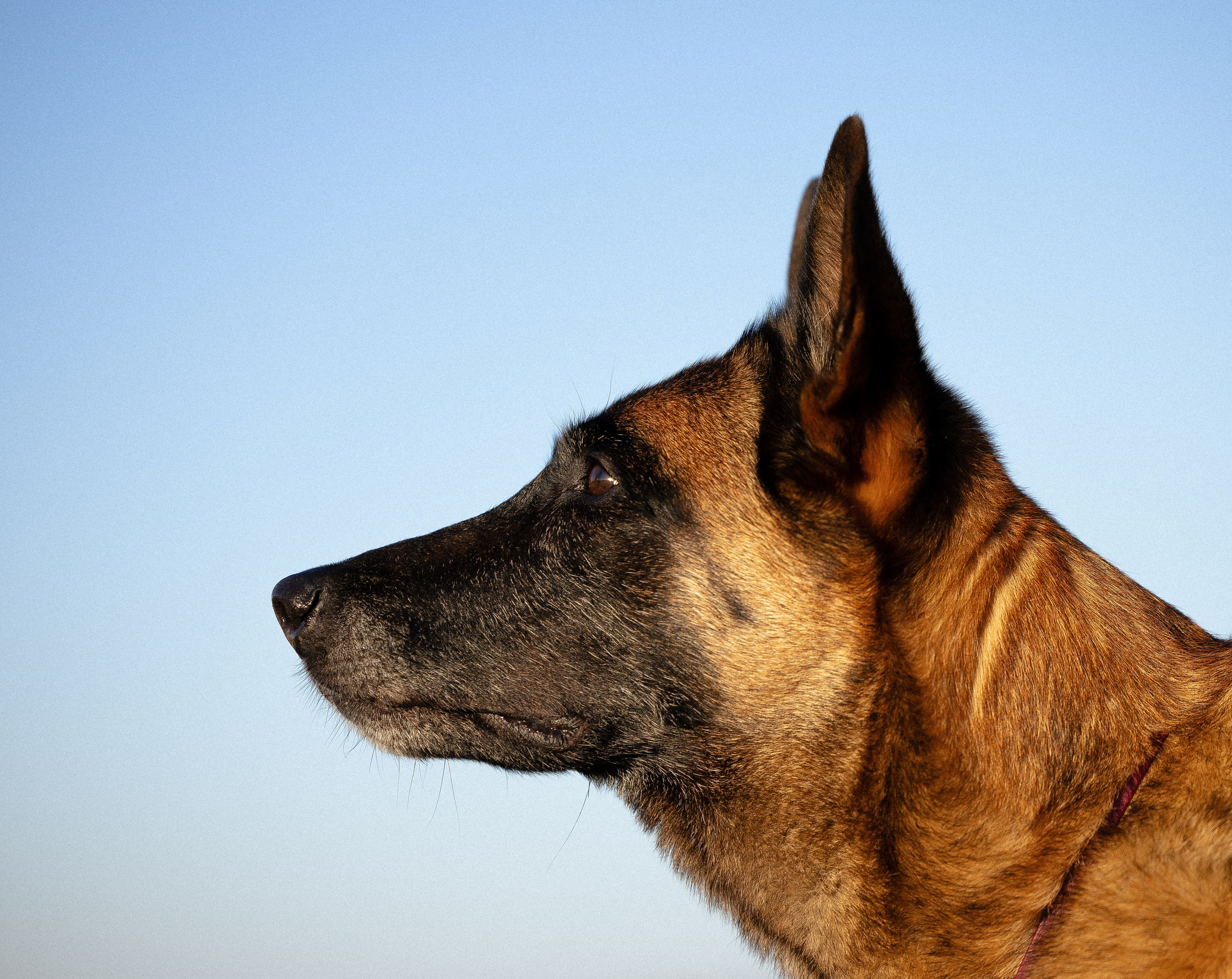 Женя, Афра и Молли. Фотограф и видеограф анималист Аганина Дарья