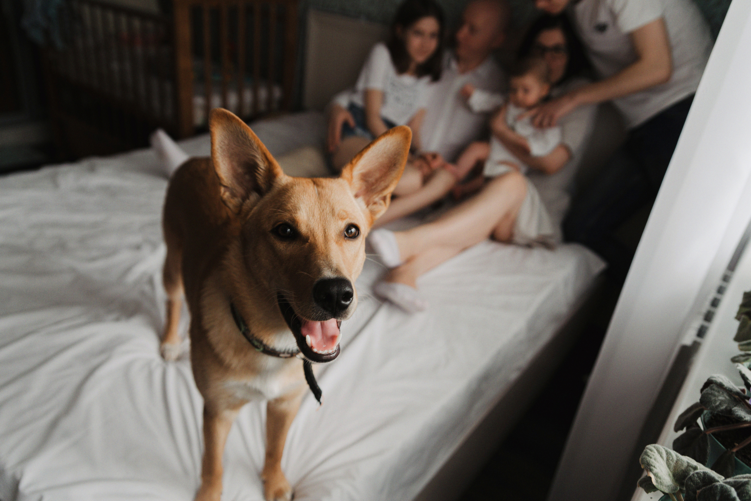 Семья Никульшиных. Свадебный и семейный фотограф в Тульской области Пашкова Екатерина