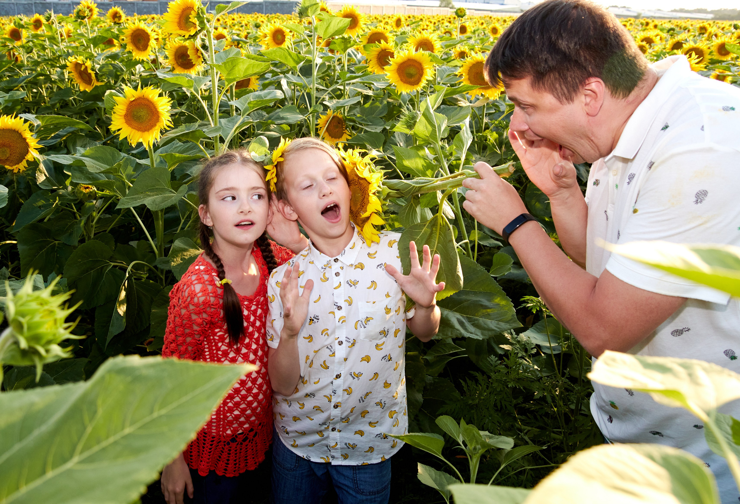Семейная фотосессия в подсолнухах в Пятигорске. Фотограф и видеограф Антон Калашников | Пятигорск