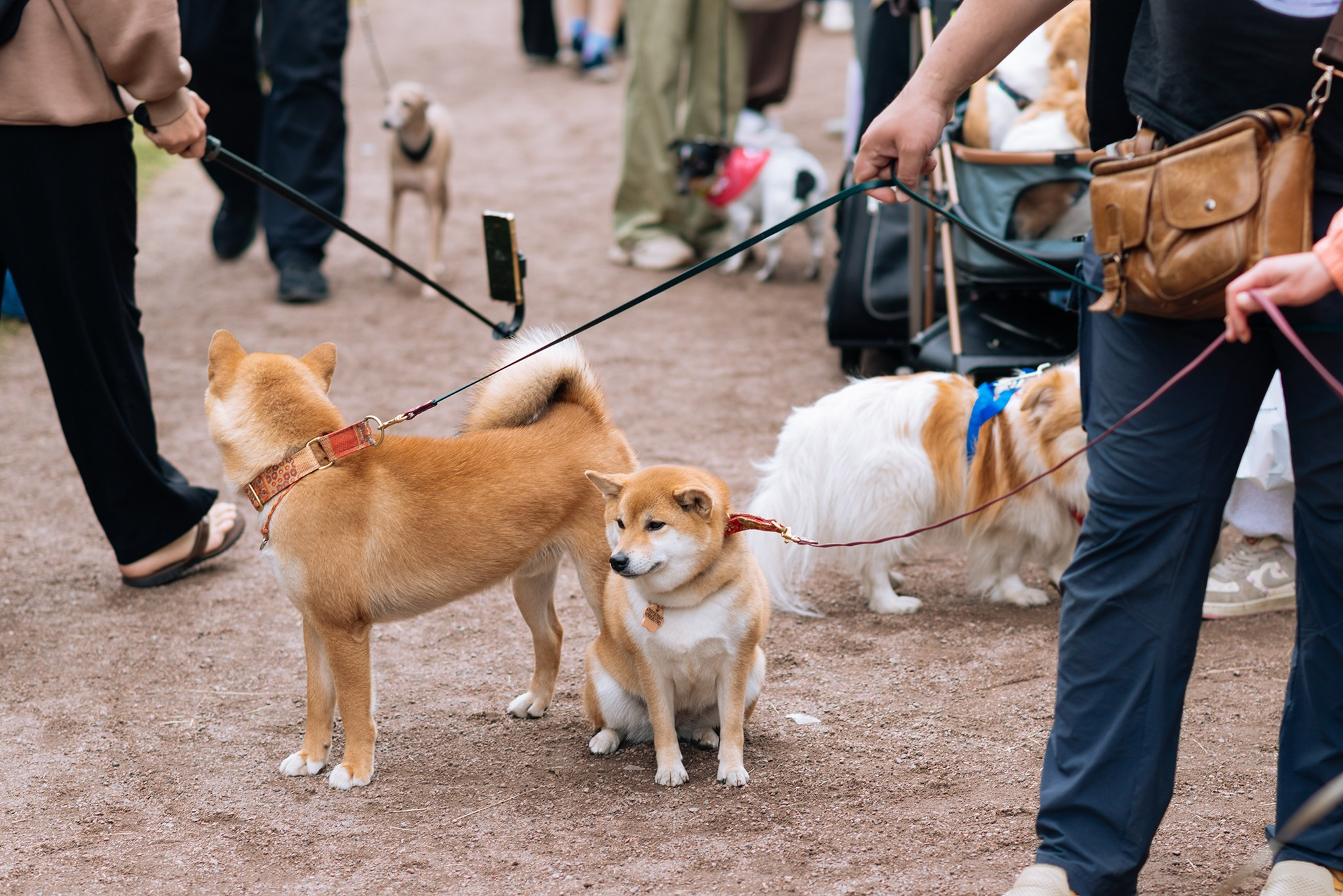 PETSHOP DAYS. Июнь 26. Репортажный фотограф в Санкт-Петербурге Анастасия Клёпова