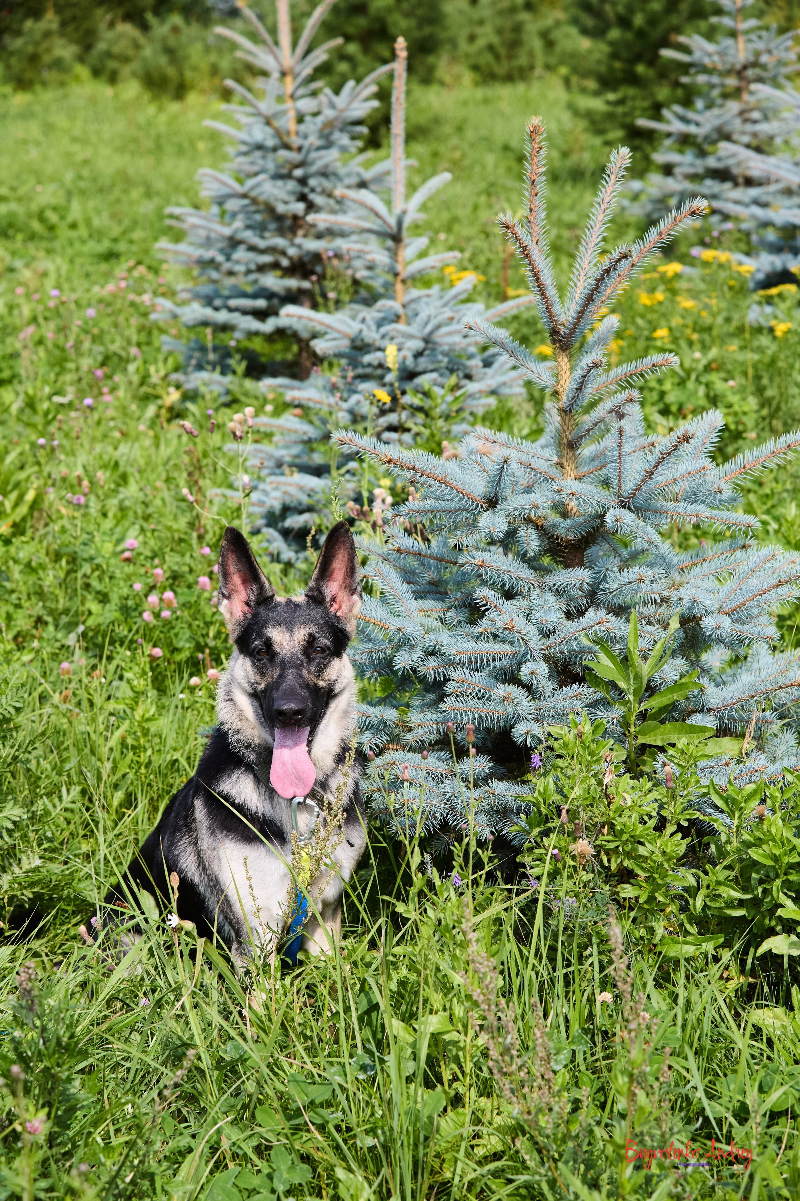 Проект фотопрогулка с хвостиком. Buyvolenko Andrey