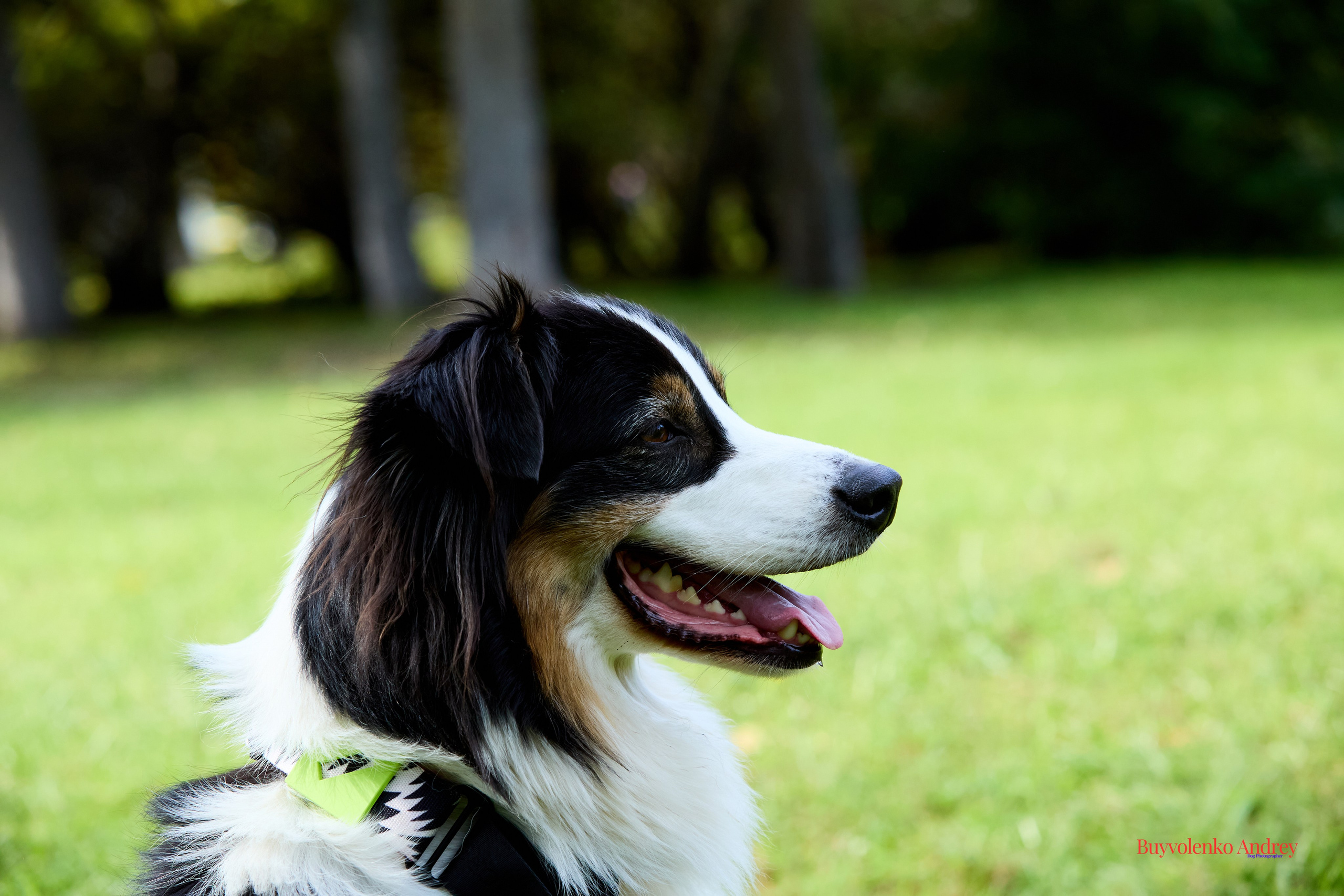 Басенджи и Аусси 21.09.2025. Buyvolenko Andrey