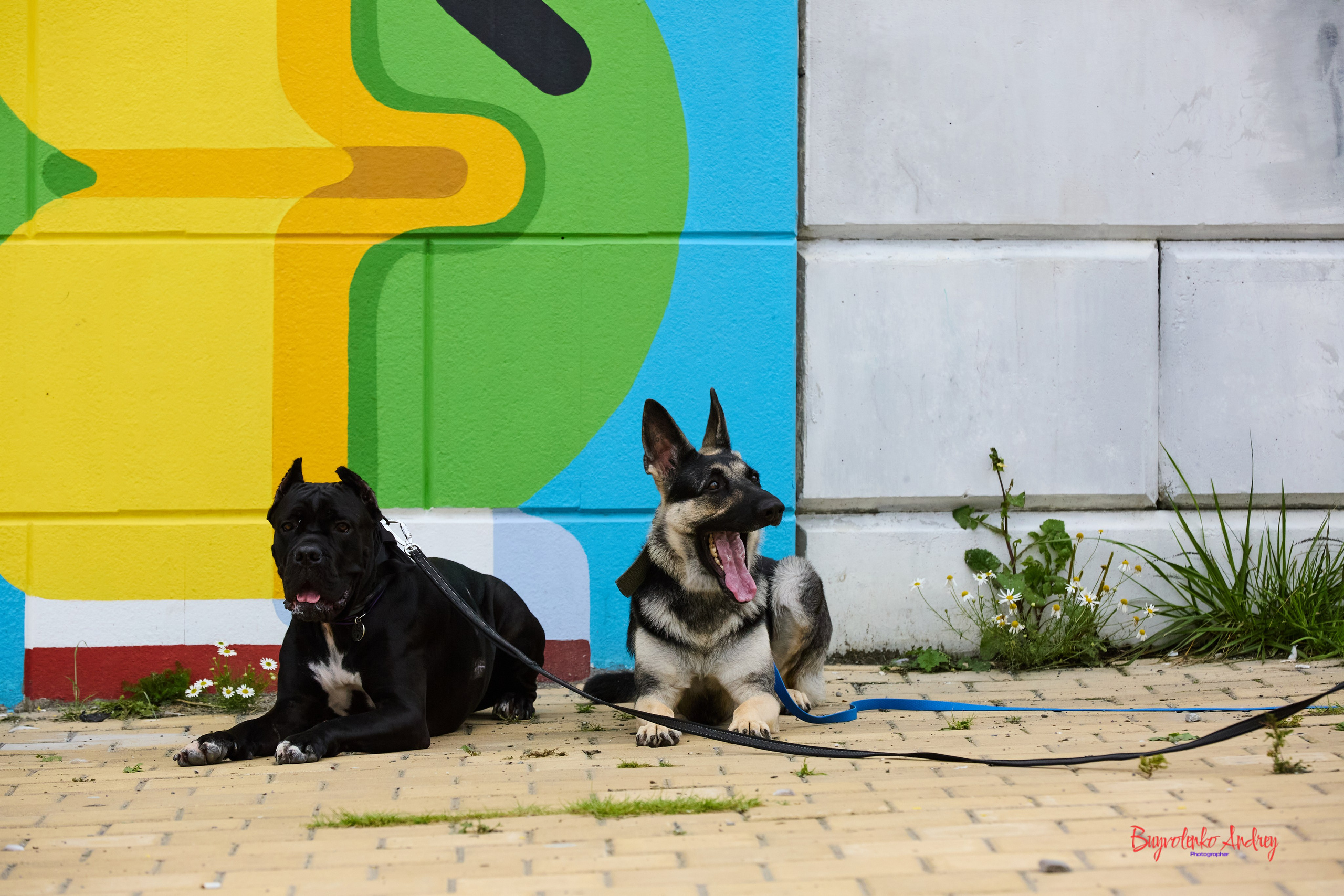 Проект фотопрогулка с хвостиком. Buyvolenko Andrey