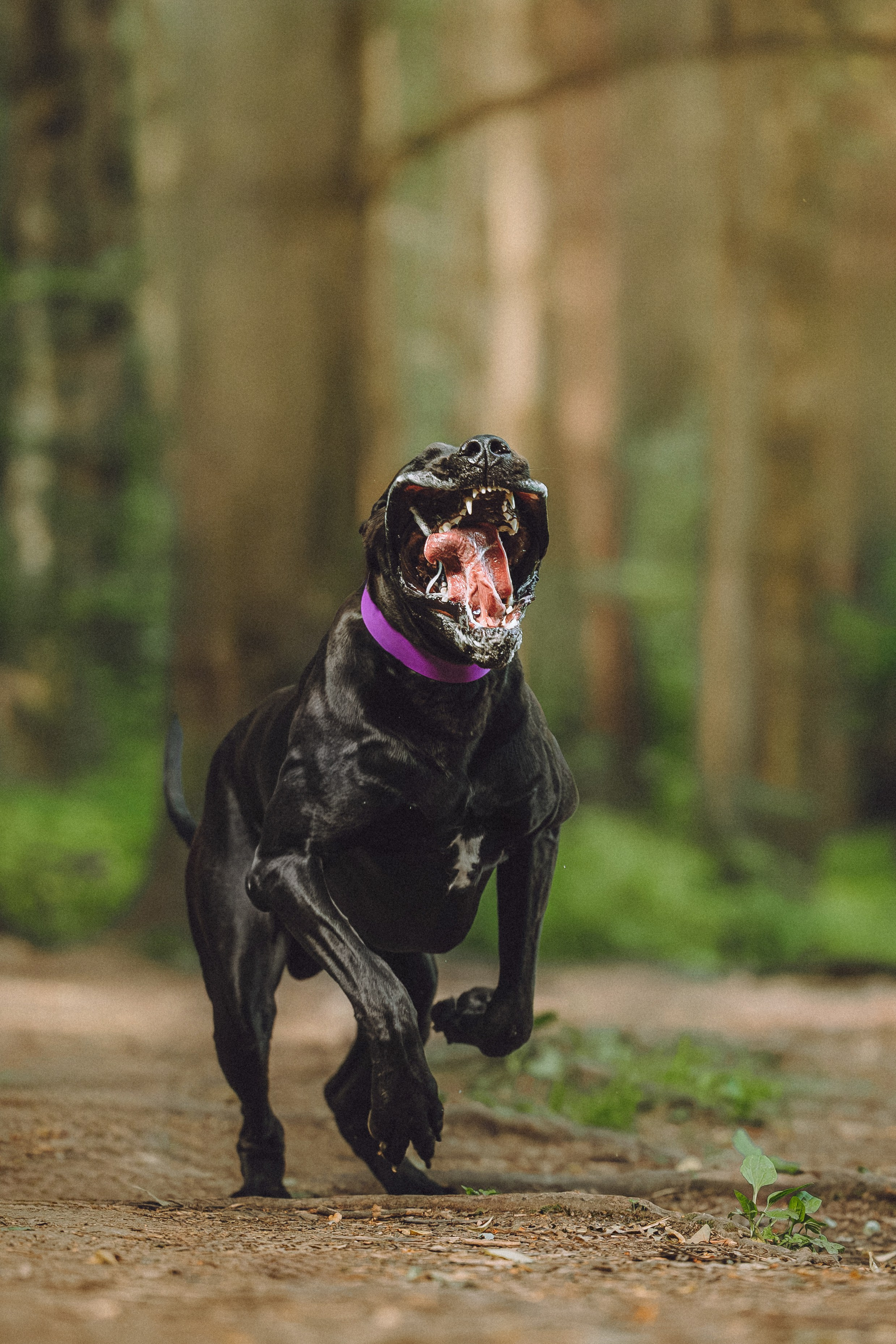 Катя, Андрей, Гектор, Ричи, Тортик и Трой