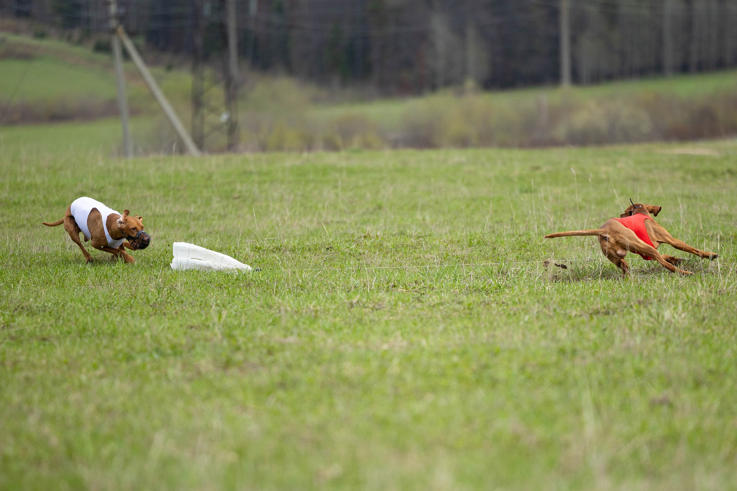 Курсинг. Фотограф Анималист в Перми Анастасия Остерман