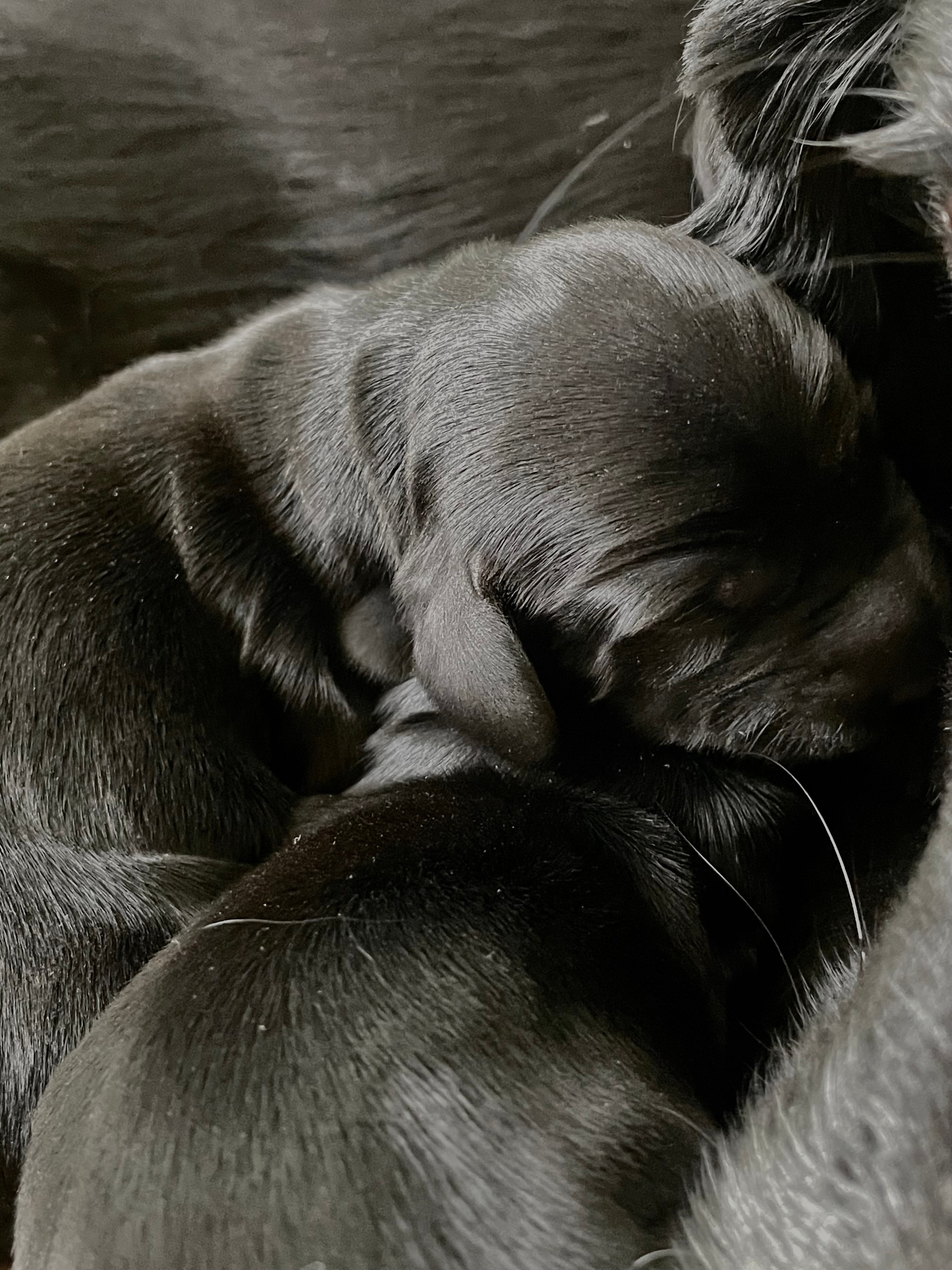 Щенята. Фотограф Никонова Софья