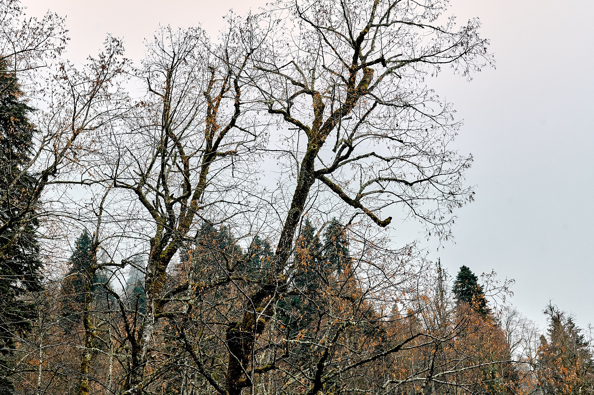 Озеро Рица, Абхазия. Декабрь 2024. Фотографии отовсюду и обо всем