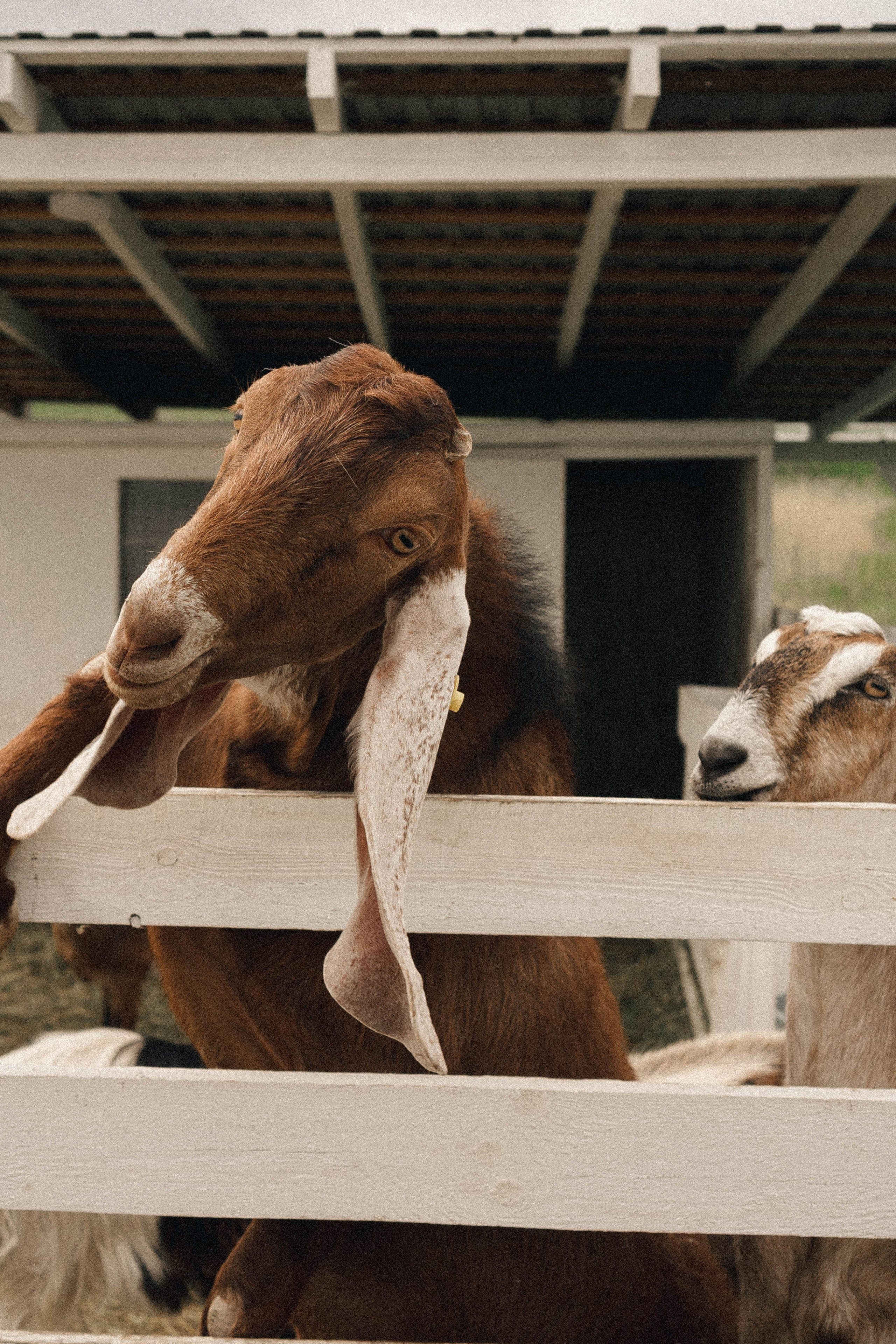 Ферма Альпак. Профессиональный фотограф, Санкт-Петербург — Виктория Богомолова