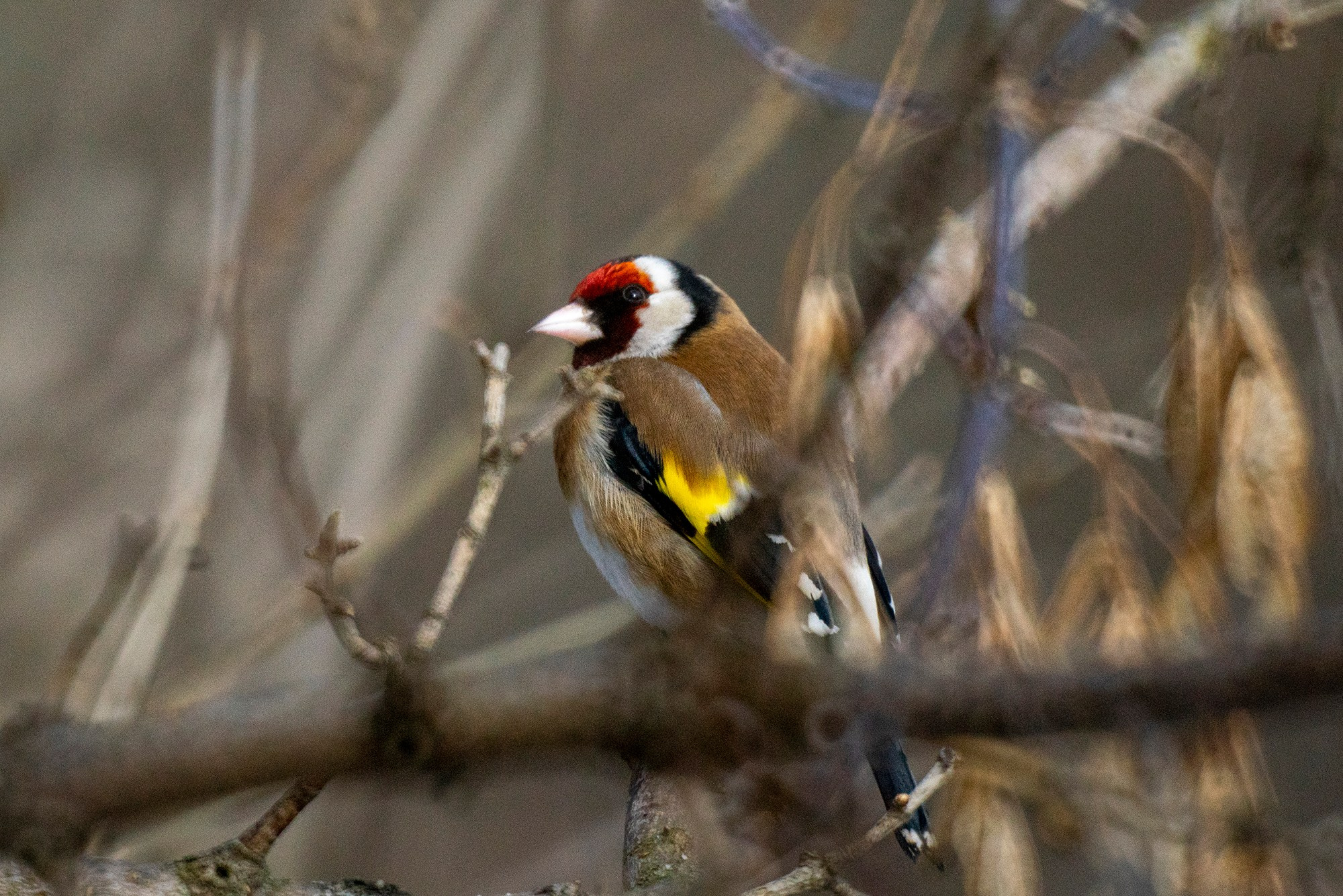 Удивительные мир птиц. Вокруг нас столько прекрасного — присмотритесь!. Ваш личный фотограф Марина Волкова